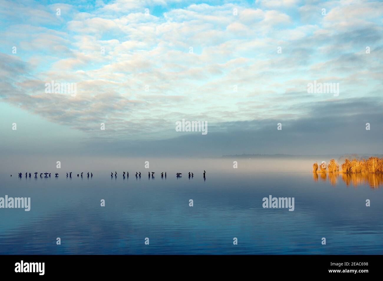 Cormorans avec plumage étalé sur des piquets en bois dans une rangée dans l'eau pour sécher leur plumage sur un brouillard matin Banque D'Images