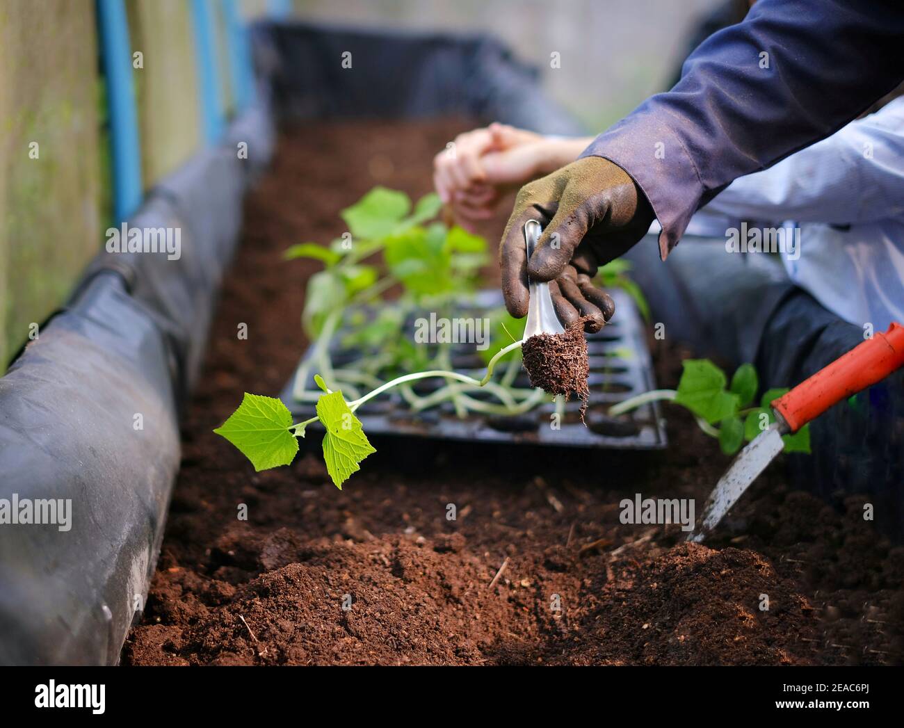 Une main d'un fermier cueillant un petit concombre anglais semis de son récipient pour le planter sur un levé pot rectangulaire rempli de terre à l'aide d'un métal Banque D'Images
