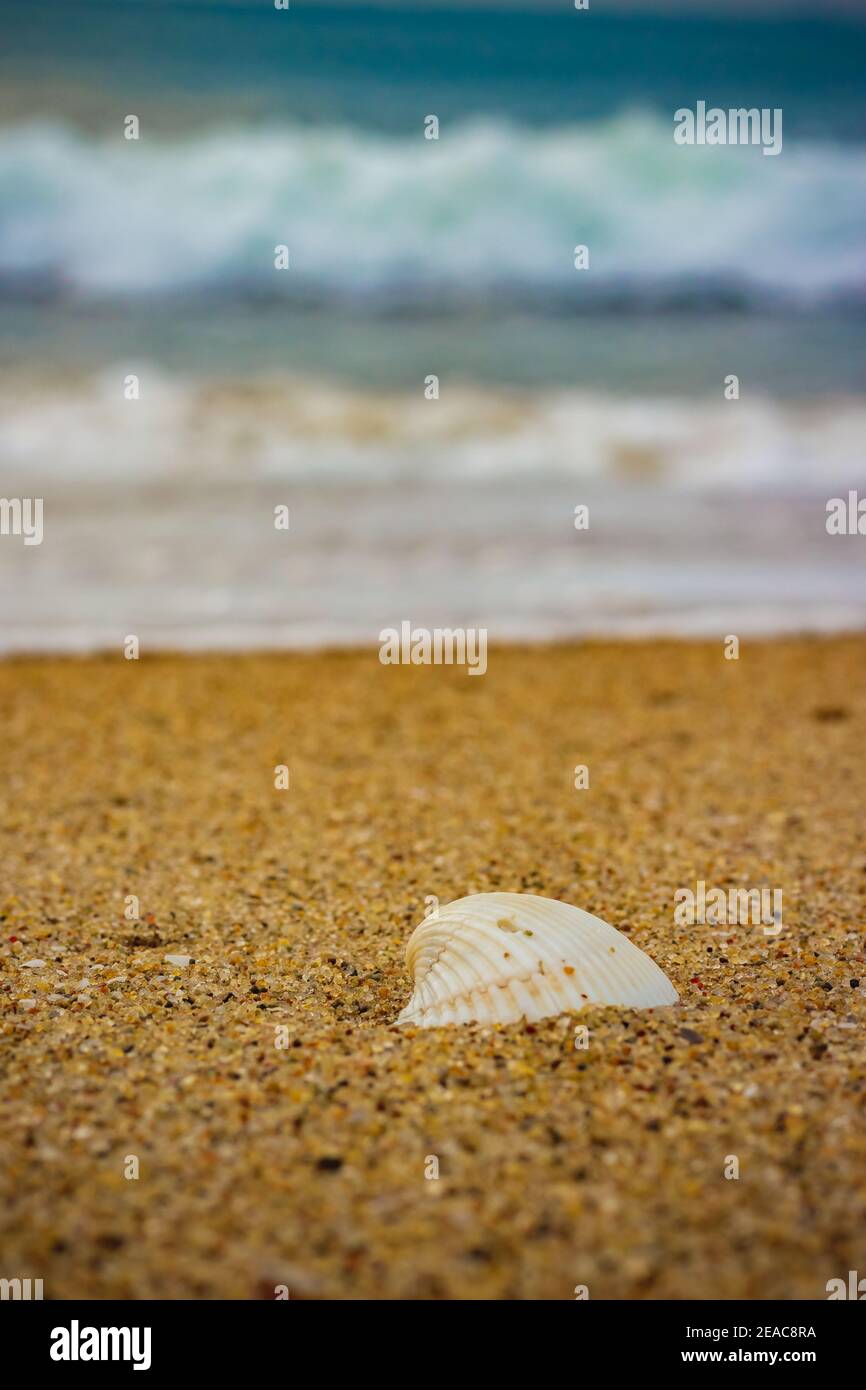 Coquillages de style blanc sur le sable de la plage. Images de Beach Sand. Banque D'Images