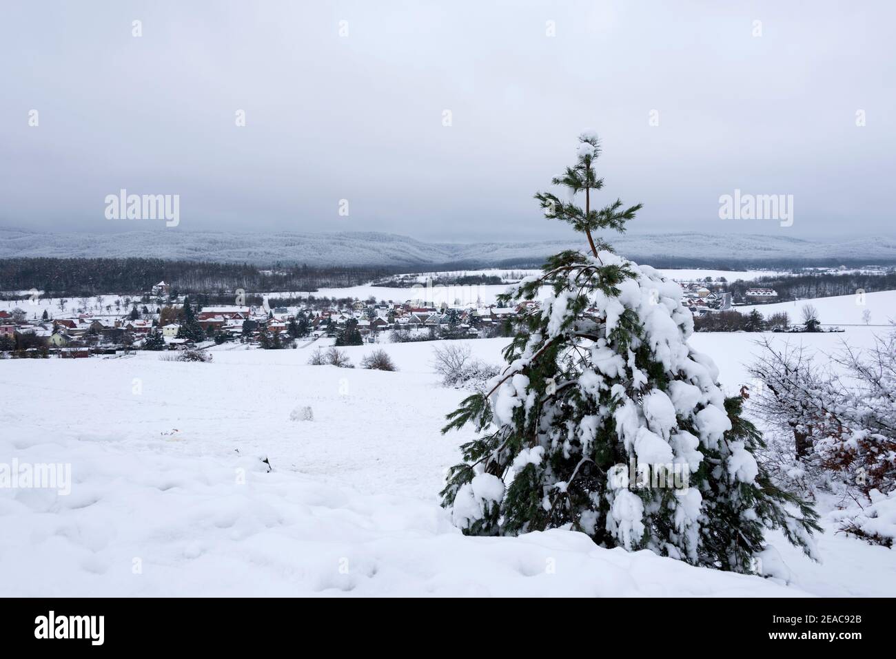 Allemagne, Saxe-Anhalt, Timmenrode, un pin recouvert de neige se dresse sur une pente au Teufelsmauer dans les montagnes du Harz. Timmenrode peut être vu derrière elle. Banque D'Images