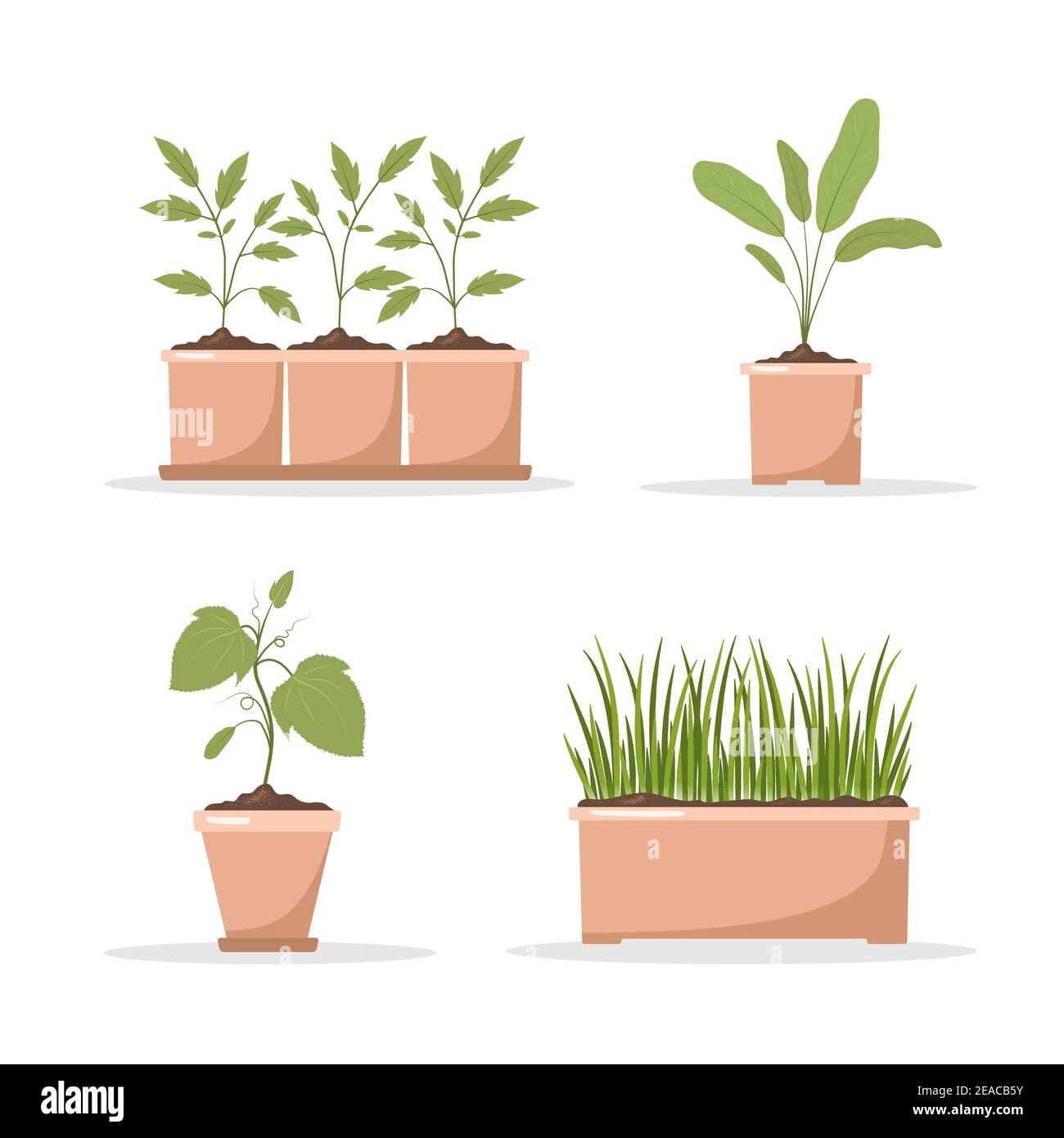 Ensemble de semis de printemps en pots. Culture de plantes de jardinage. Produits végétariens et écologiques. Illustration vectorielle de style dessin animé plat Illustration de Vecteur