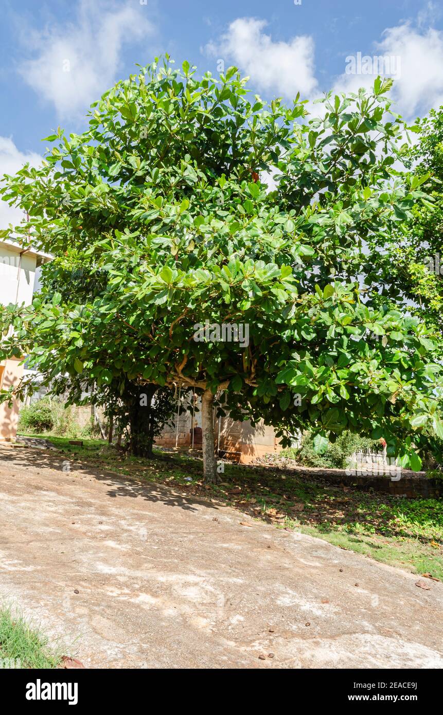 Arbre de Melabar-amande Banque D'Images Arbre de Melabar-amande Banque D'Images