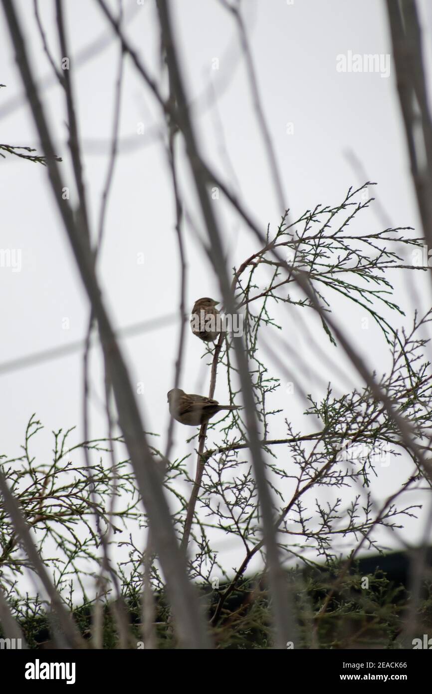 Deux petites femelles d'oiseaux scintillant (pardais) un jour d'hiver repose dans une branche Banque D'Images