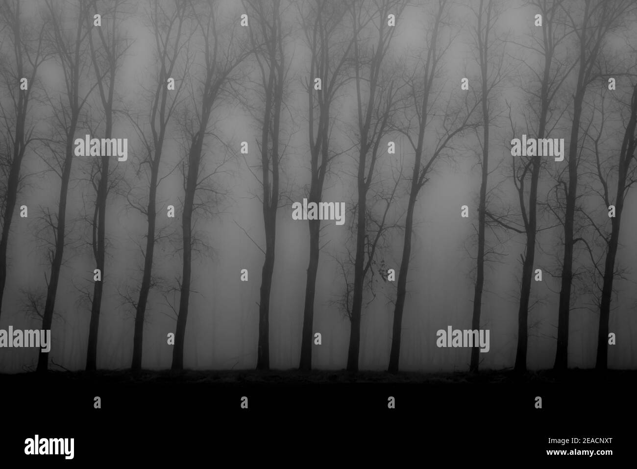 Brouillard tôt le matin, arbres dans le brouillard, noir et blanc Banque D'Images