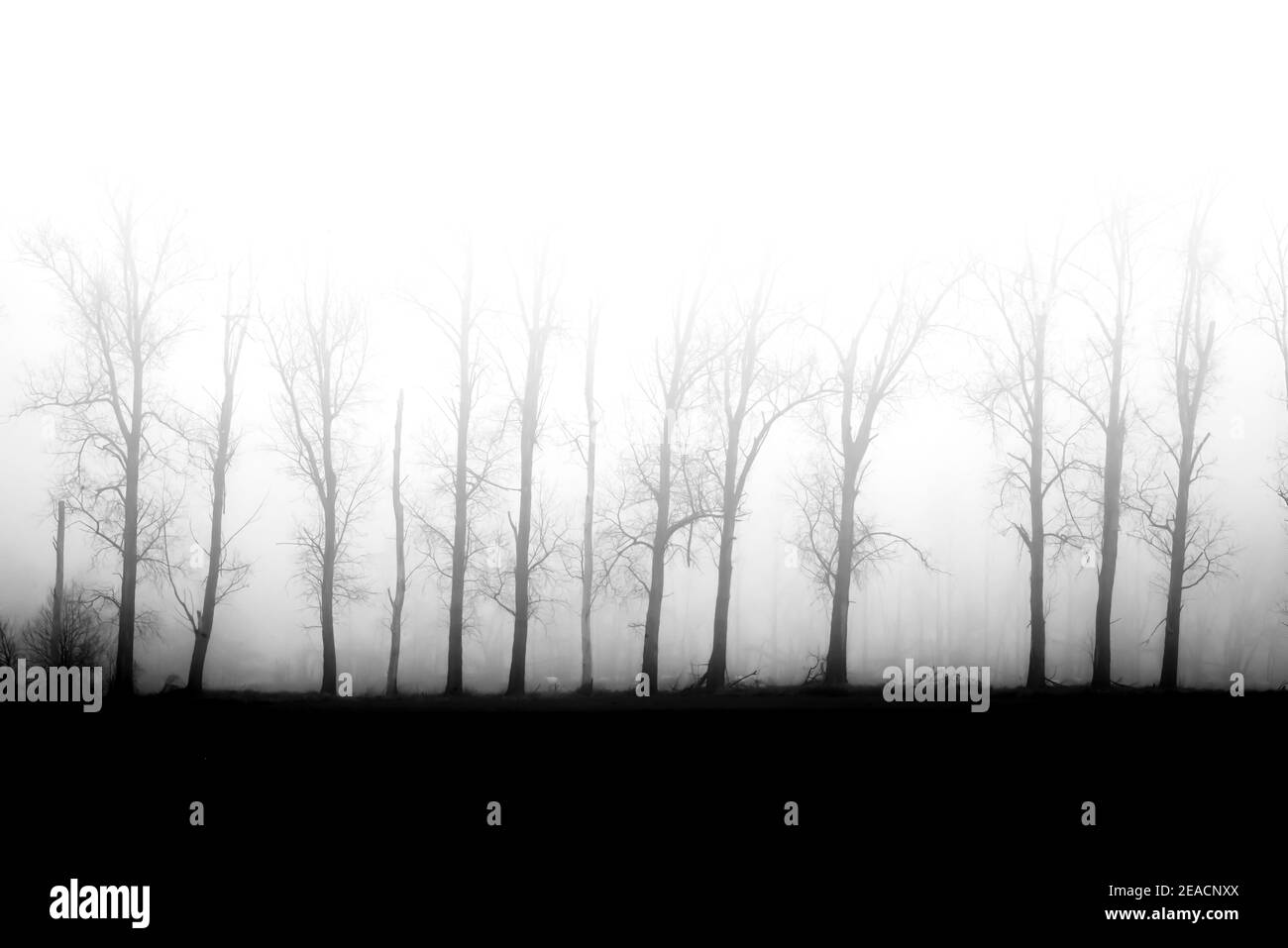 Brouillard tôt le matin, arbres dans le brouillard, noir et blanc Banque D'Images