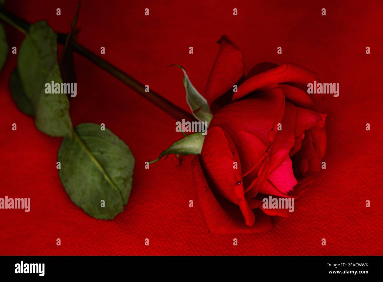 rose rouge créative sur fond rouge pour la fête de la saint-valentin, la fête de la rose, les cartes de mariage, les cartes-cadeaux, les cartes d'amour et l'arrière-plan du site web Banque D'Images