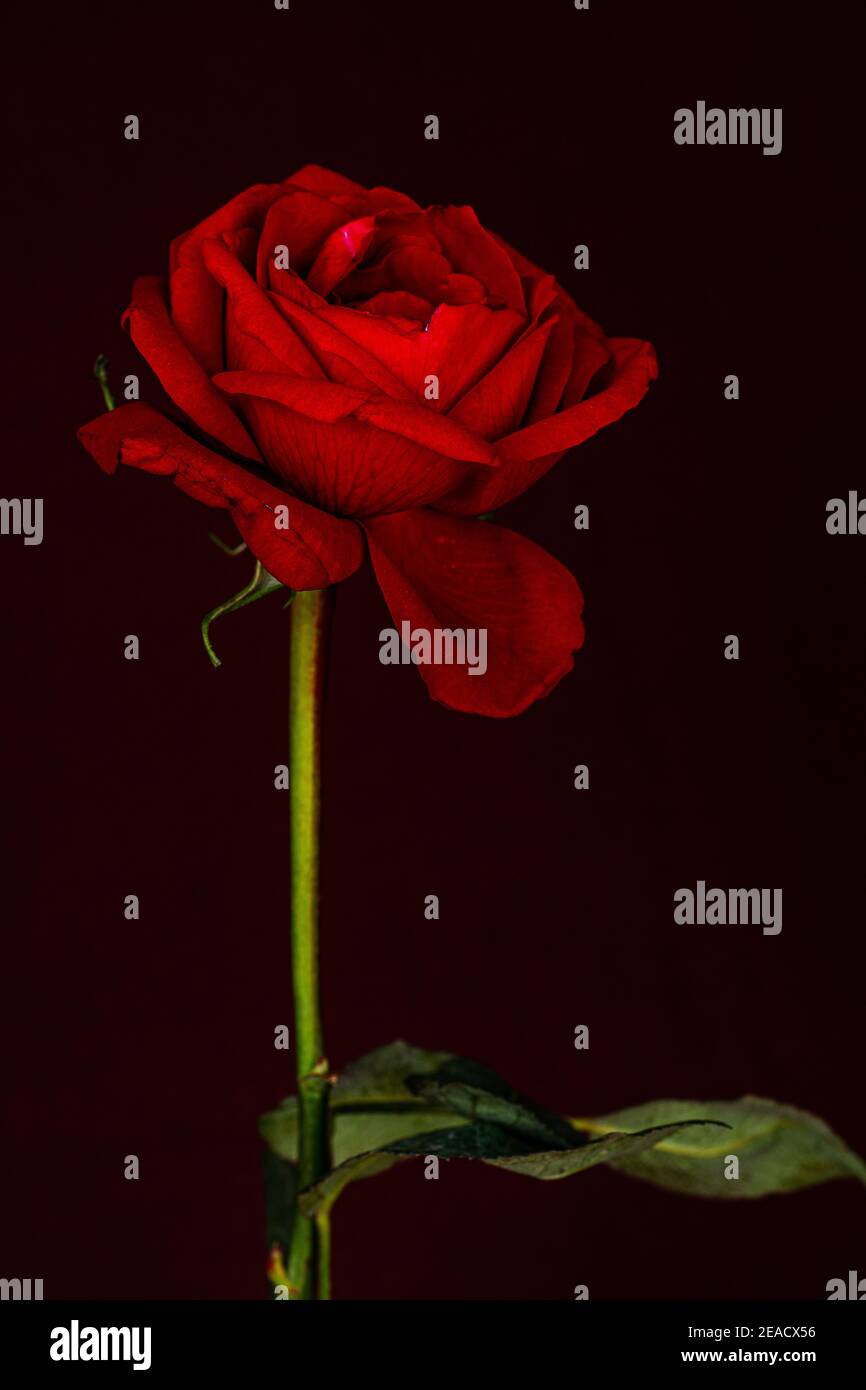 Photo de rose rouge unique créative pour la fête de la Saint-Valentin, carte de mariage, carte cadeau, carte d'amour, fond d'écran, papier peint et couverture de livre Banque D'Images