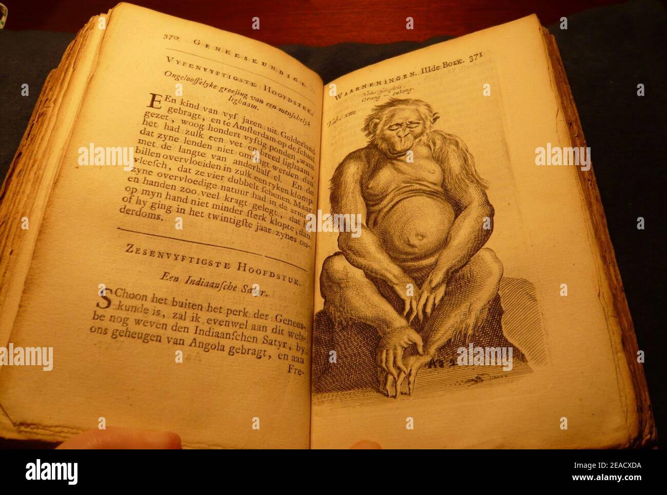 Nicolaes Tulp 1740 3f Satyr. Banque D'Images