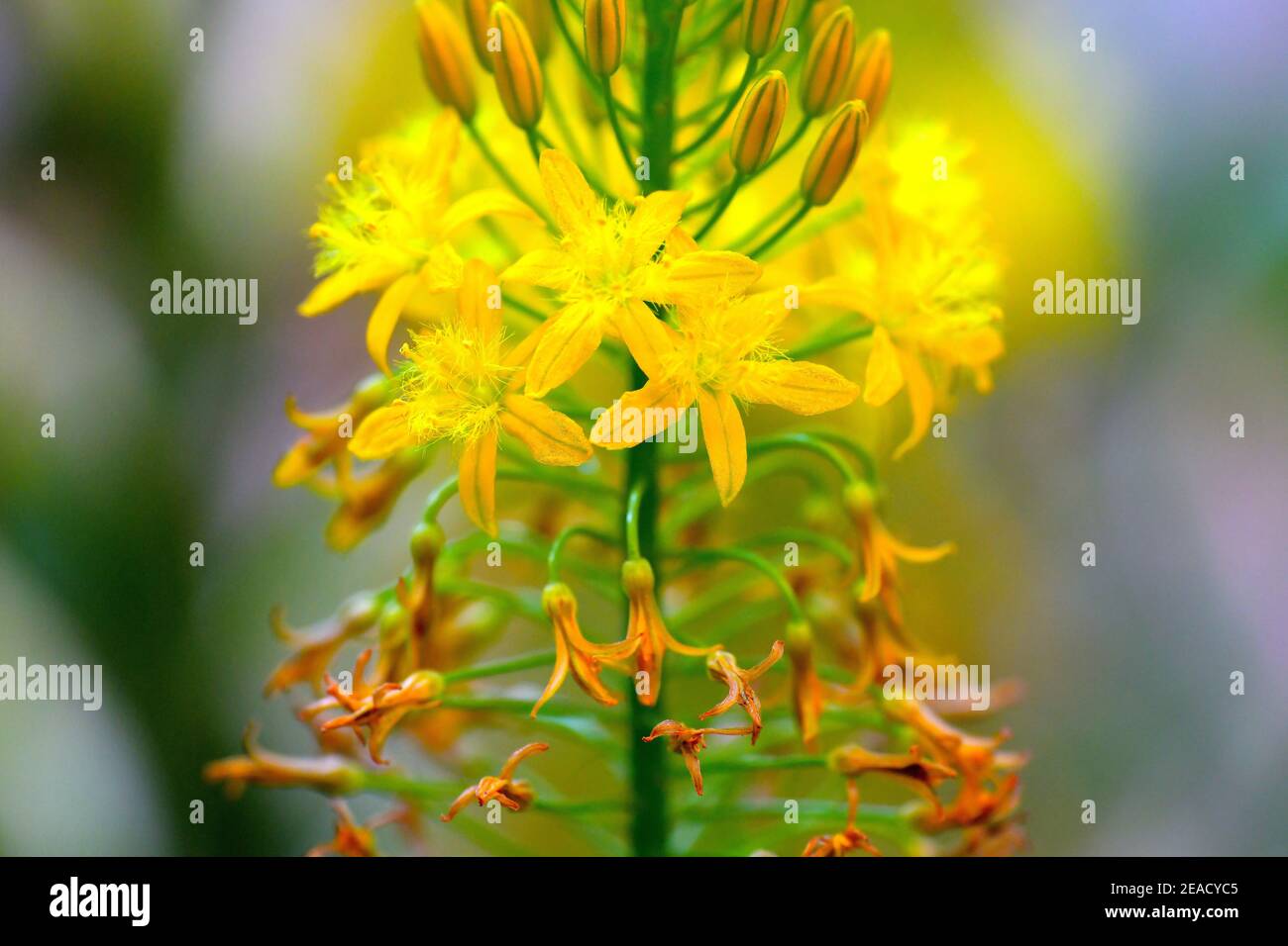 Vue rapprochée des fleurs de Bulbine natalensis dans Mount Edgecombe Conservancy, Afrique du Sud. Banque D'Images