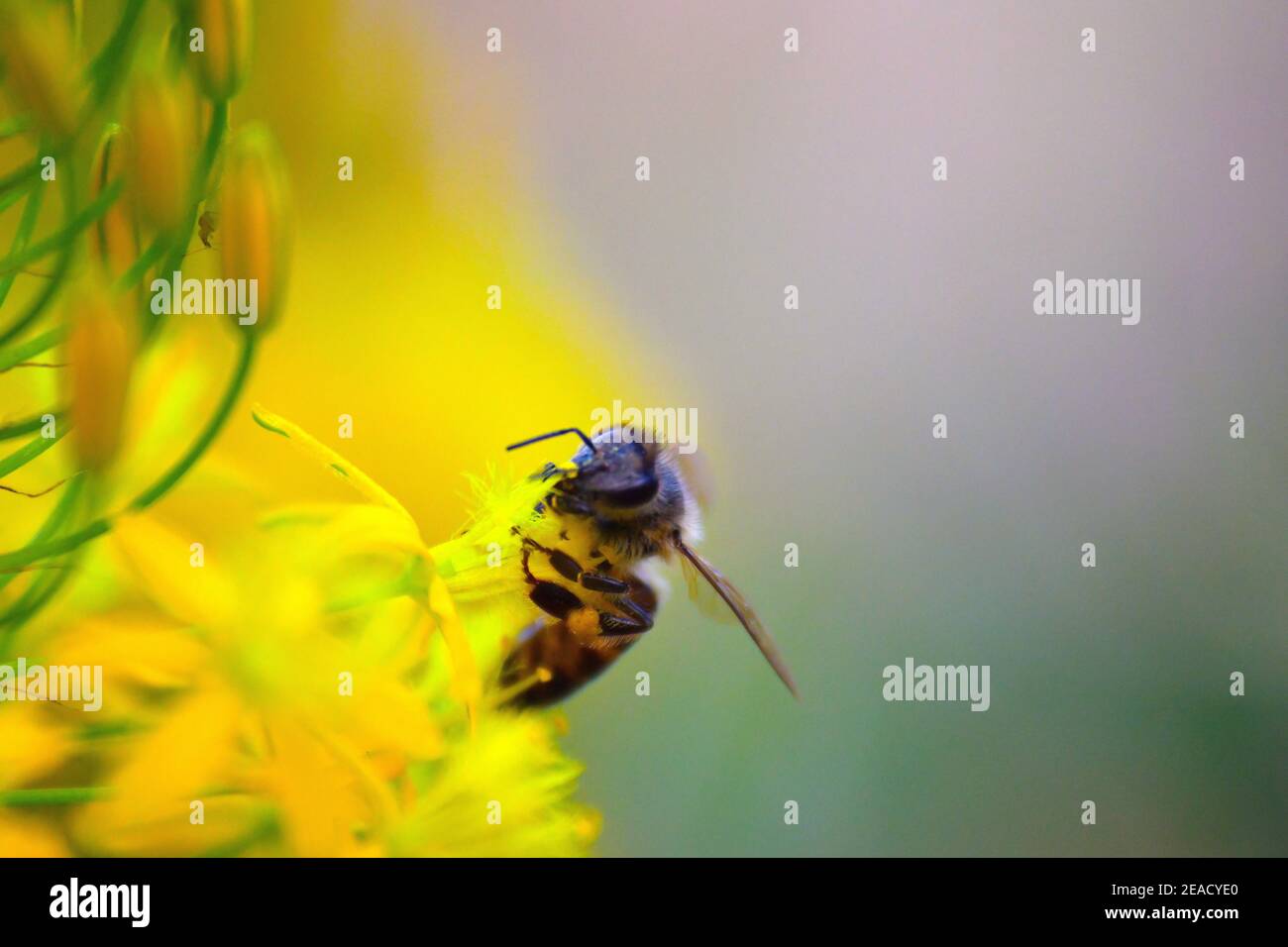 Une abeille pollinisant Bulbine natalensis fleurit à Mount Edgecombe Conservancy, en Afrique du Sud. Banque D'Images