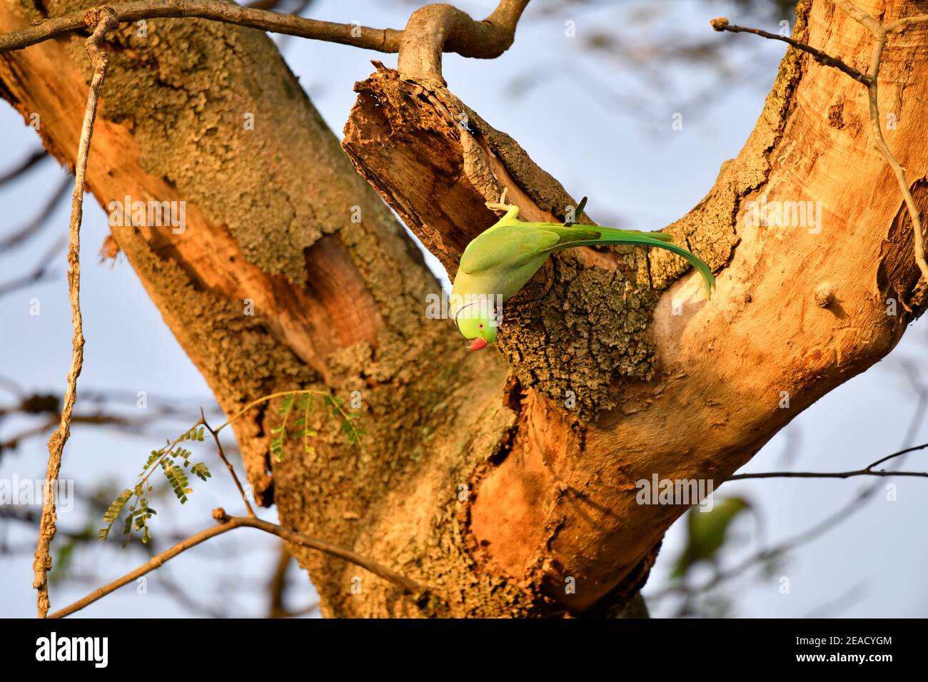 Parakeet à anneaux roses [Psittacula krameri] dans son trou de nid à Mount Edgecombe Conservancy, Afrique du Sud. Banque D'Images