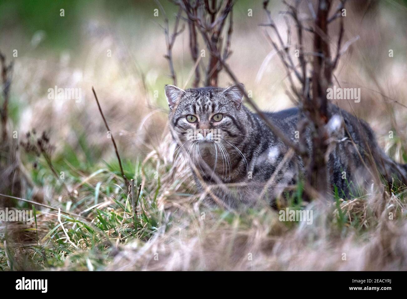 Chasse chat domestique Banque D'Images