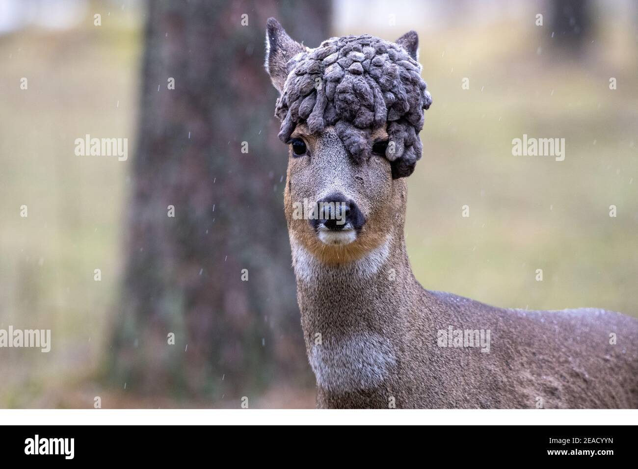 Cerf en hiver, perruque en buck Photo Stock - Alamy