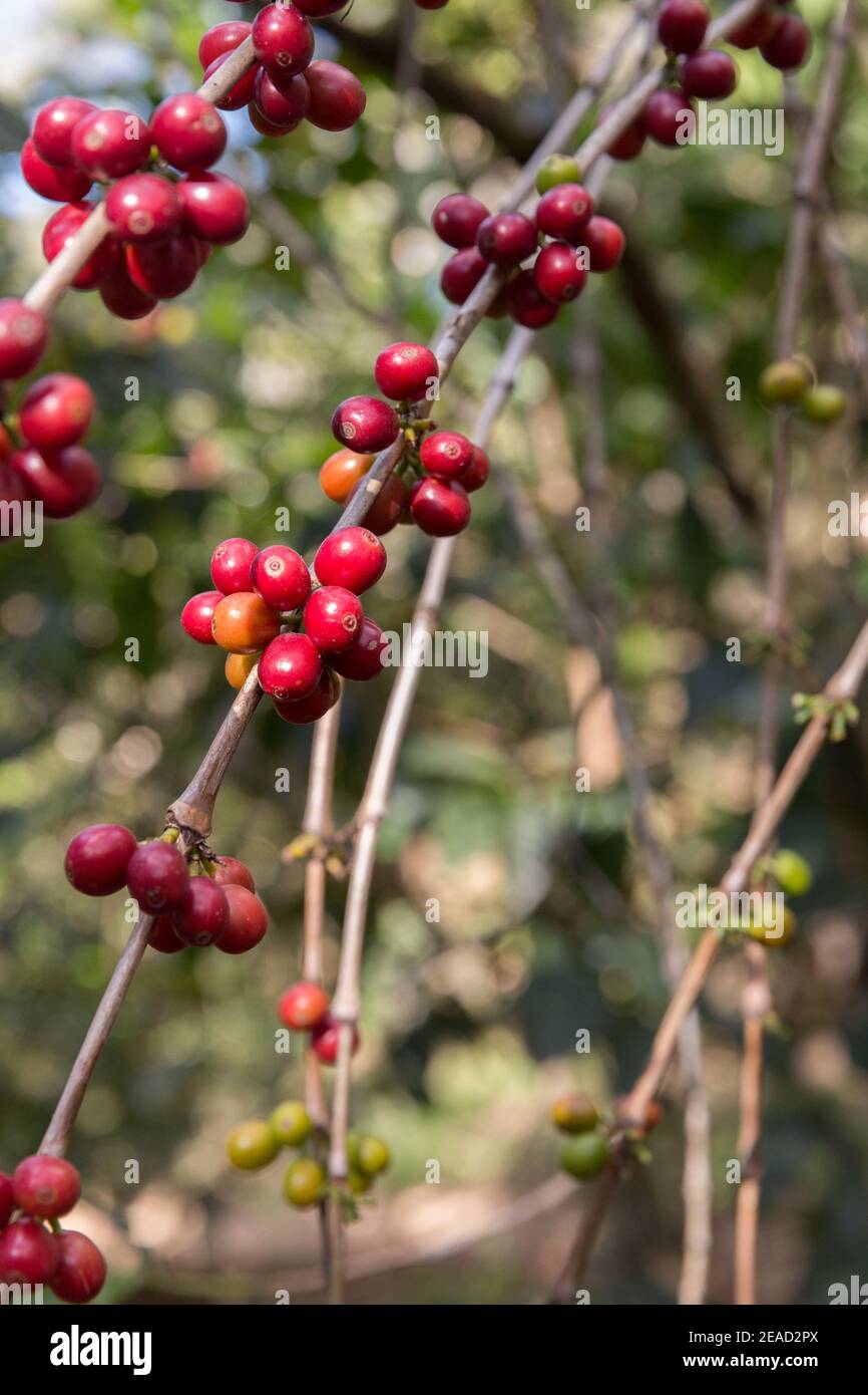 Grains de café mûrs poussant sur un arbre. Banque D'Images