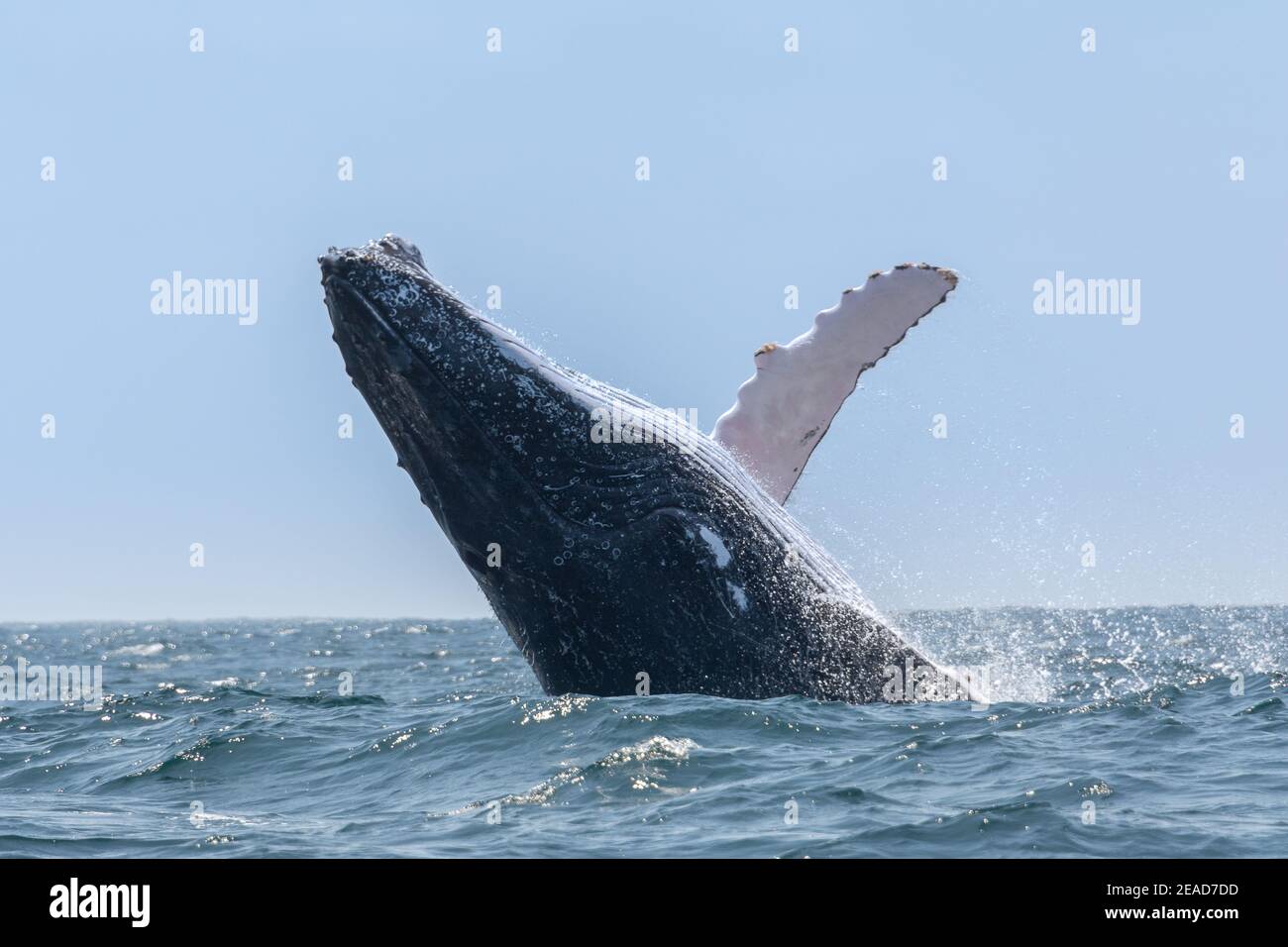 Baleines à bosse sautant dans le parc national de Machalilla, Équateur Banque D'Images