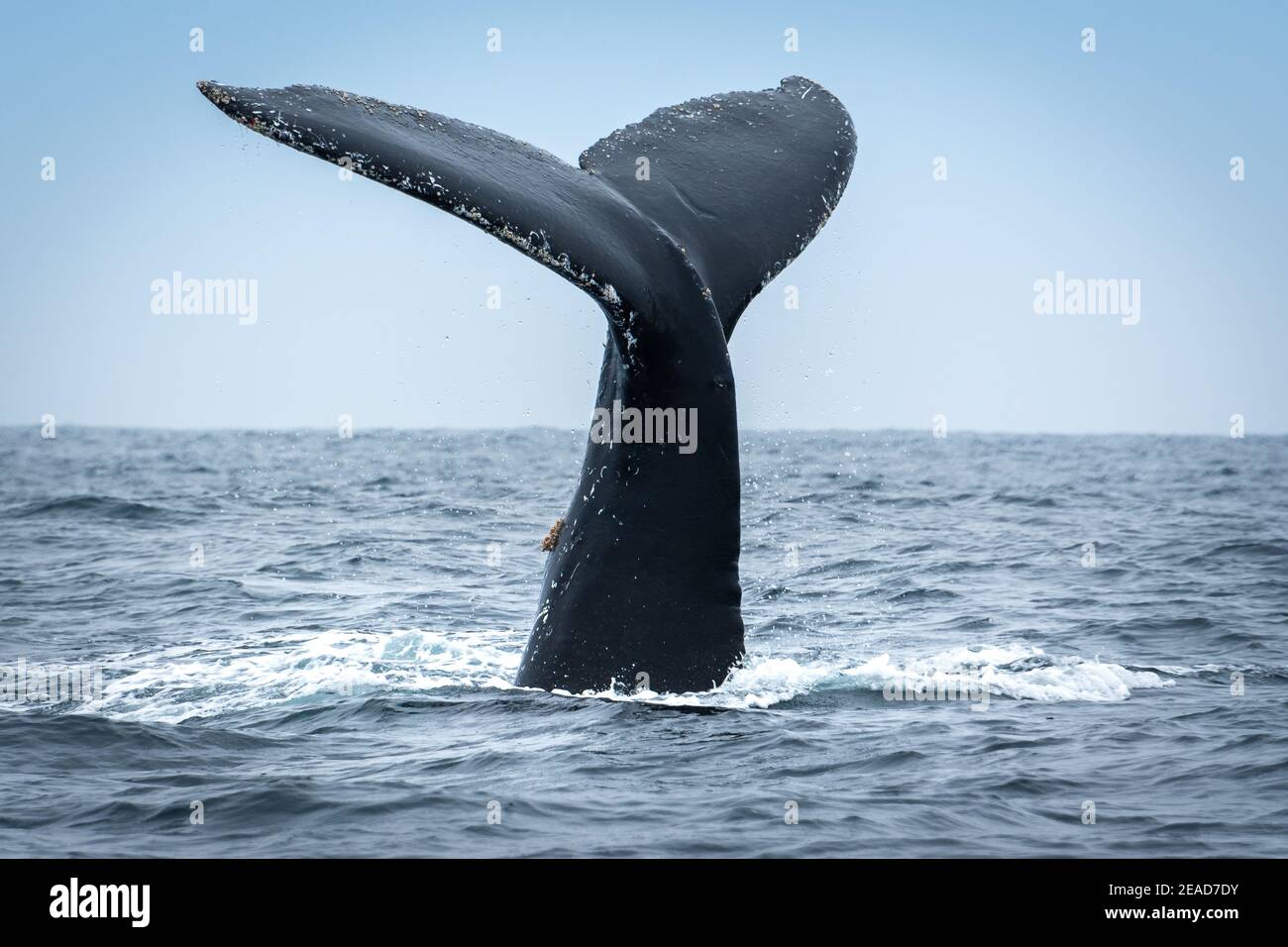 Baleine à bosse à Puerto Lopez, Equateur Banque D'Images