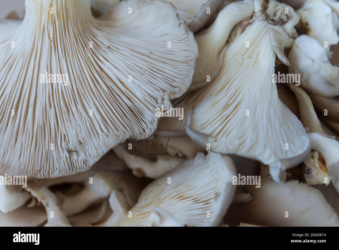 Les champignons sont prêts à couper, Pleurotus ostreatus.. Faux kokore dans une casserole avec des champignons d'huîtres, Pleurotus ostreatus. Piment, thym, poivre Banque D'Images