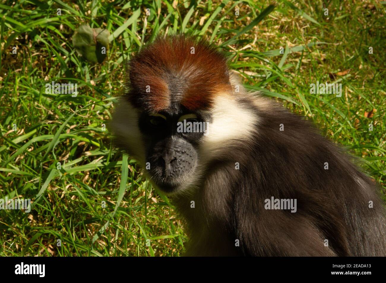 Mangabey (Cercocebus torquatus) Un singe mangabey à col avec un fond vert naturel Banque D'Images