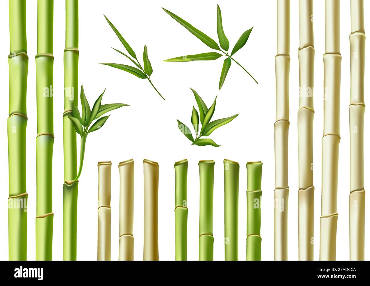 Bâtonnets de bambou réalistes. branches, tiges et feuilles vertes et brunes en 3d. Nature plantes creuses cannes. Ensemble de vecteurs de décoration écologique en bambou asiatique Illustration de Vecteur