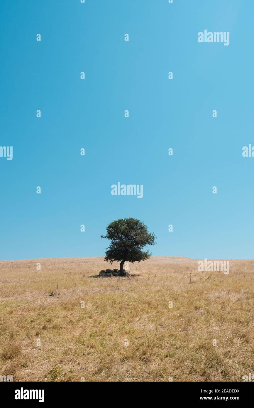 Centrez l'olivier encadré avec des chèvres en dessous pour ombre dans les champs avec un ciel bleu pur absolu Banque D'Images