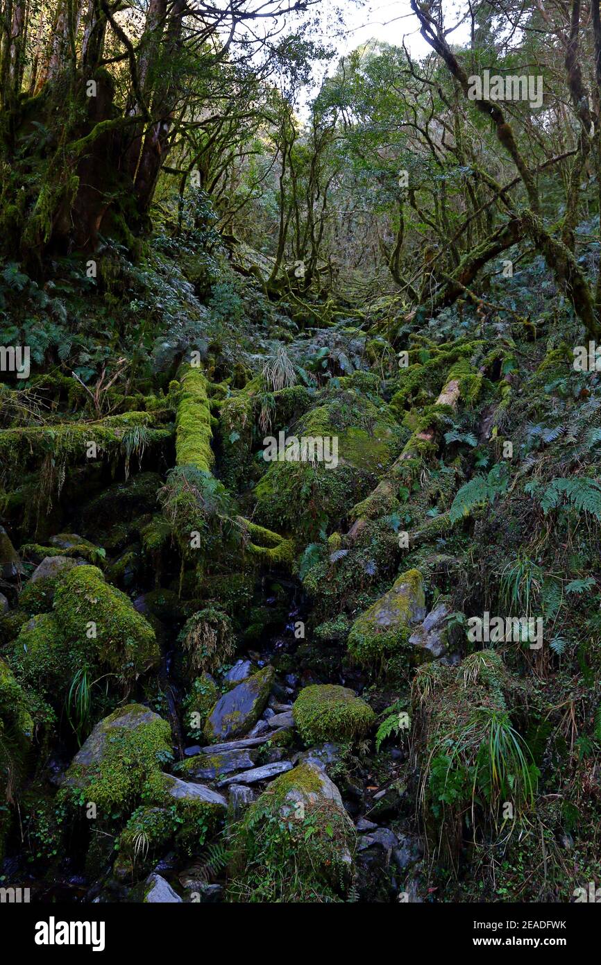 (Jianqing Huaigu Trai) à l'aire de loisirs forestière nationale de Taipingshan à Yilan, Taïwan Banque D'Images