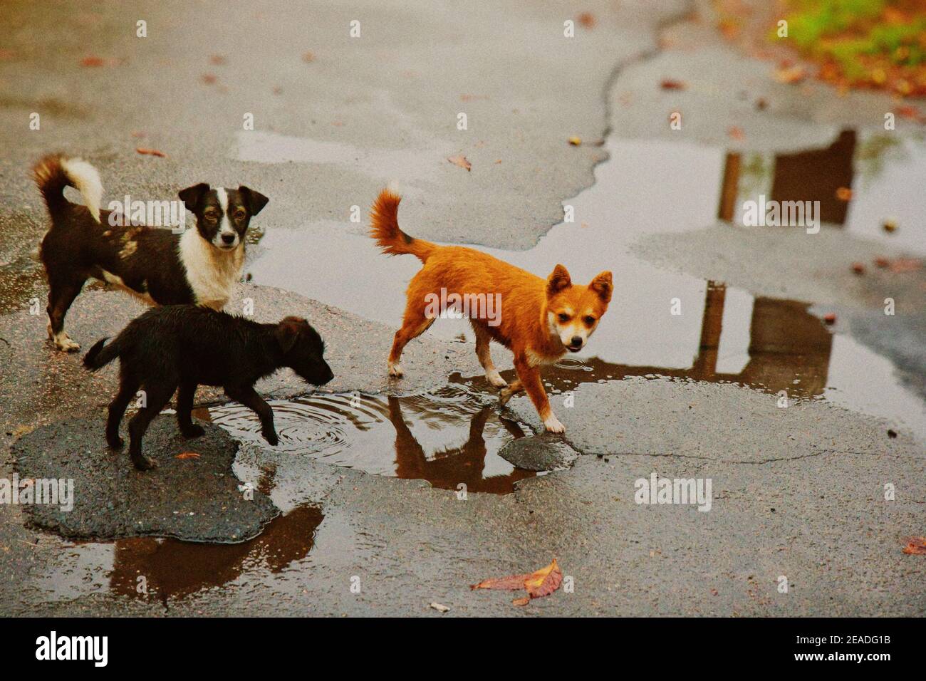Trois chiens sans abri boivent de l'eau à partir de la flaque. Banque D'Images