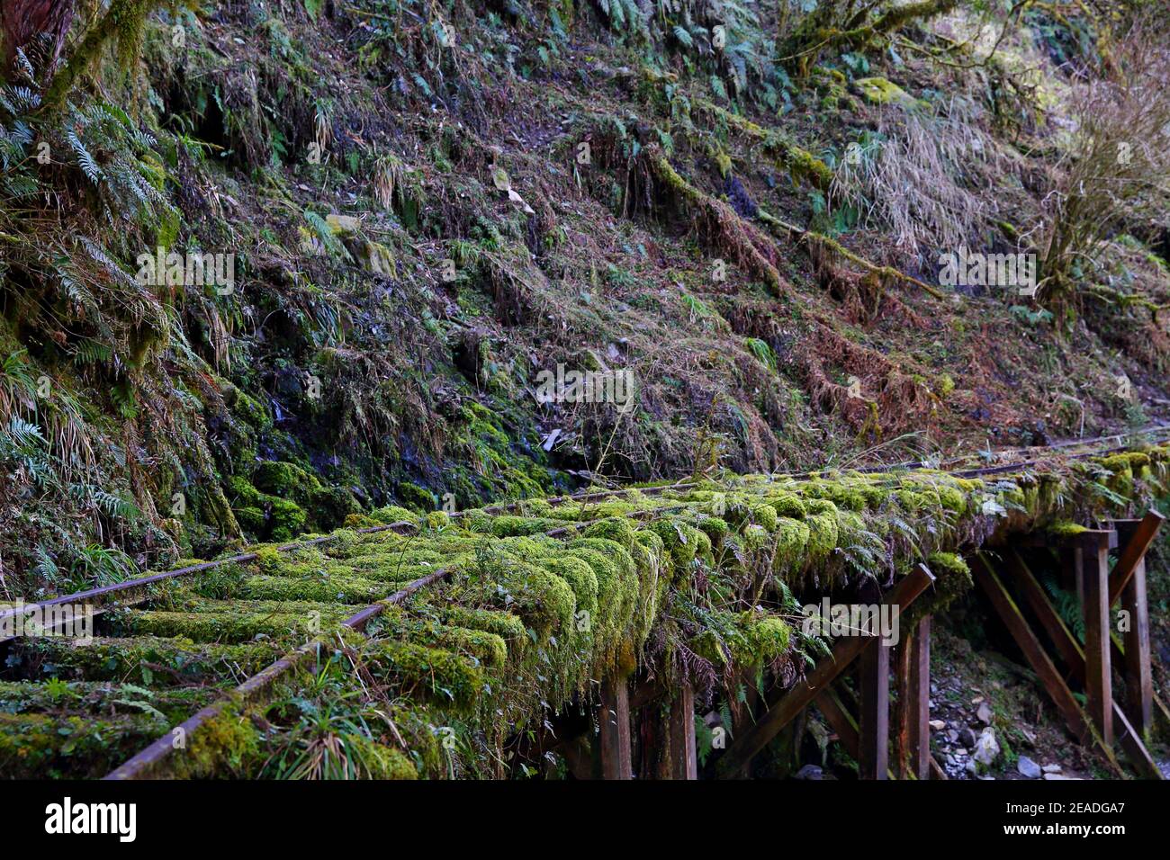 (Jianqing Huaigu Trai) à l'aire de loisirs forestière nationale de Taipingshan à Yilan, Taïwan Banque D'Images