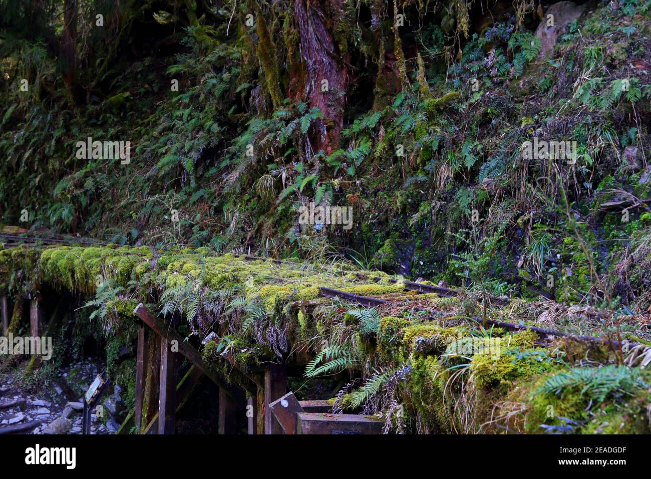 (Jianqing Huaigu Trai) à l'aire de loisirs forestière nationale de Taipingshan à Yilan, Taïwan Banque D'Images