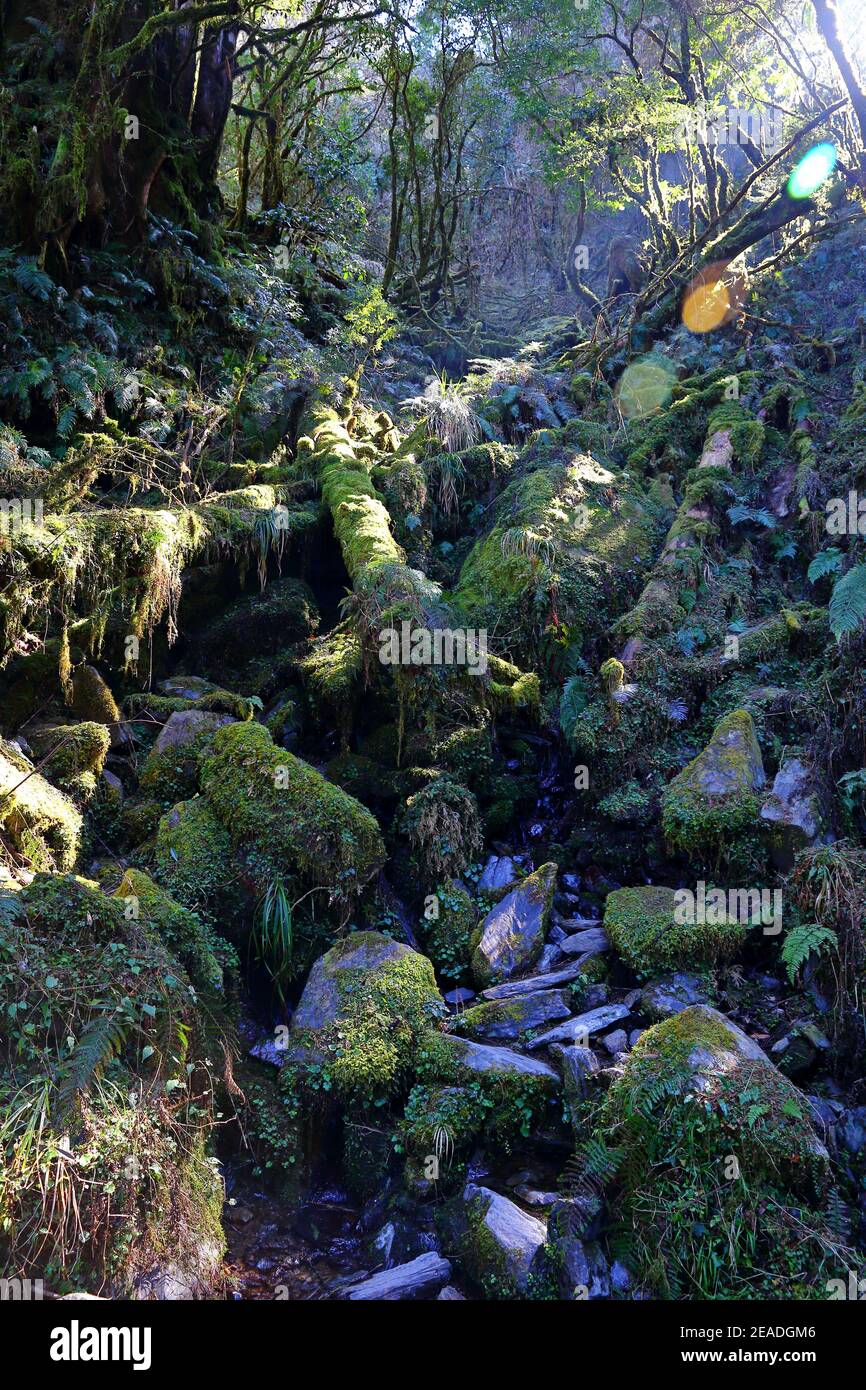 (Jianqing Huaigu Trai) à l'aire de loisirs forestière nationale de Taipingshan à Yilan, Taïwan Banque D'Images