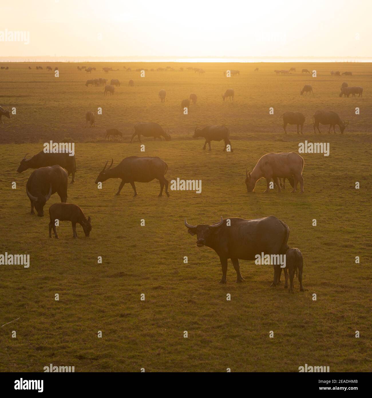 Buffle d'eau marchant dans le champ de riz paady et l'étang, Signature de Ta-la-Noi mer Voyage lieu d'attraction dans la province de Phathalung, Thaïlande Banque D'Images