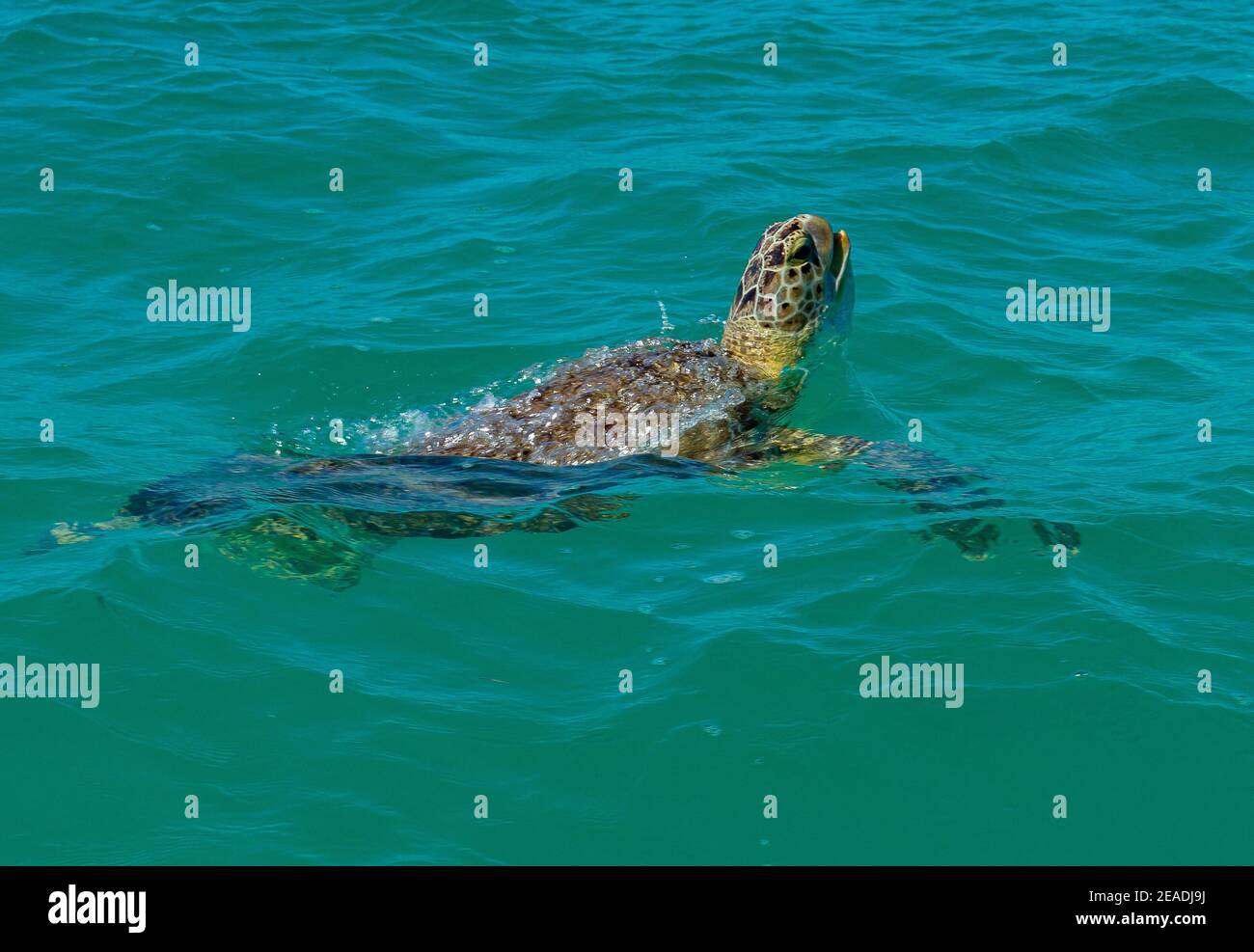 Respiration de tortue Banque D'Images