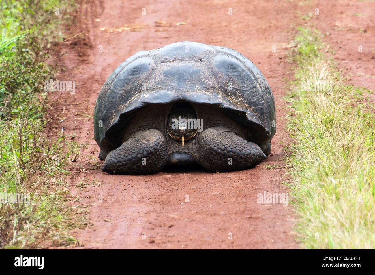 Tortue géante dans la réserve de tortue El Chato, îles Galapagos, Équateur Banque D'Images
