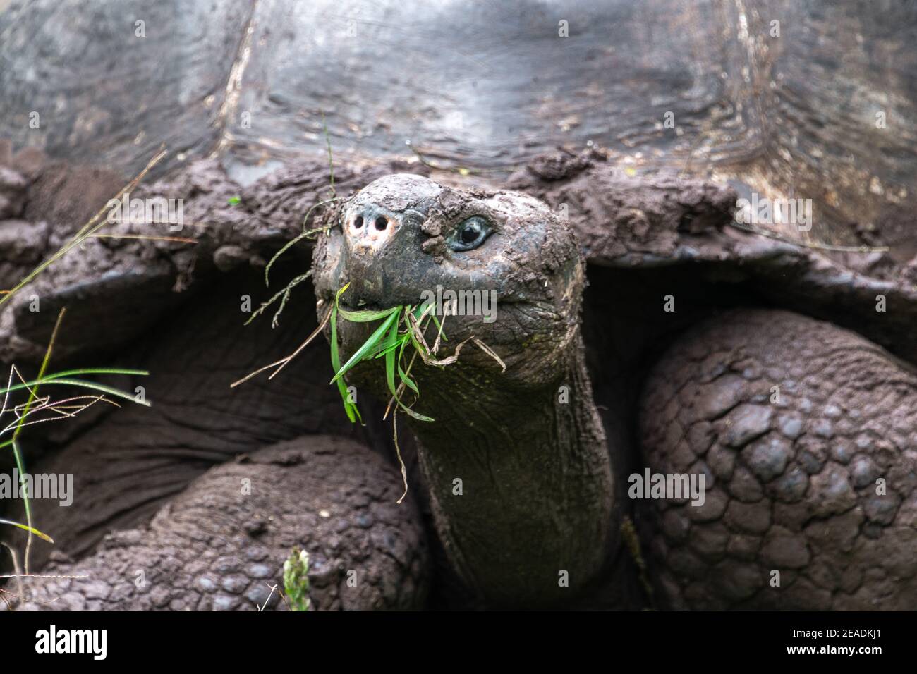 Détail d'une tortue géante dans la réserve de tortue El Chato, îles Galapagos, Équateur Banque D'Images