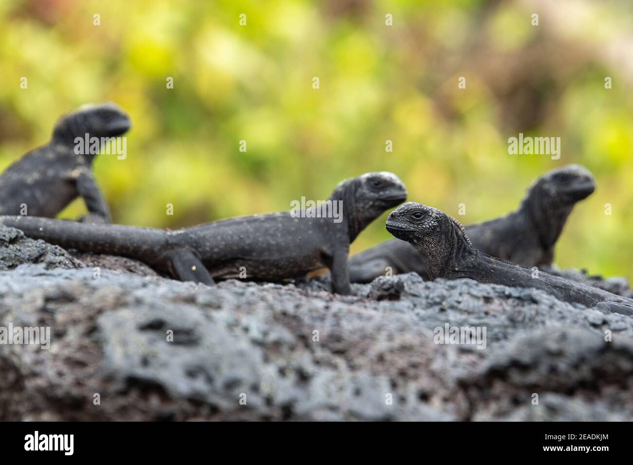 Galapagos iguanas marines, île Isabela, Equateur Banque D'Images