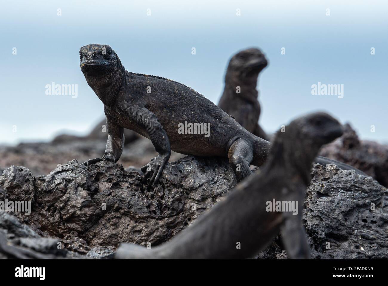 Galapagos iguanas marines, île Isabela, Equateur Banque D'Images
