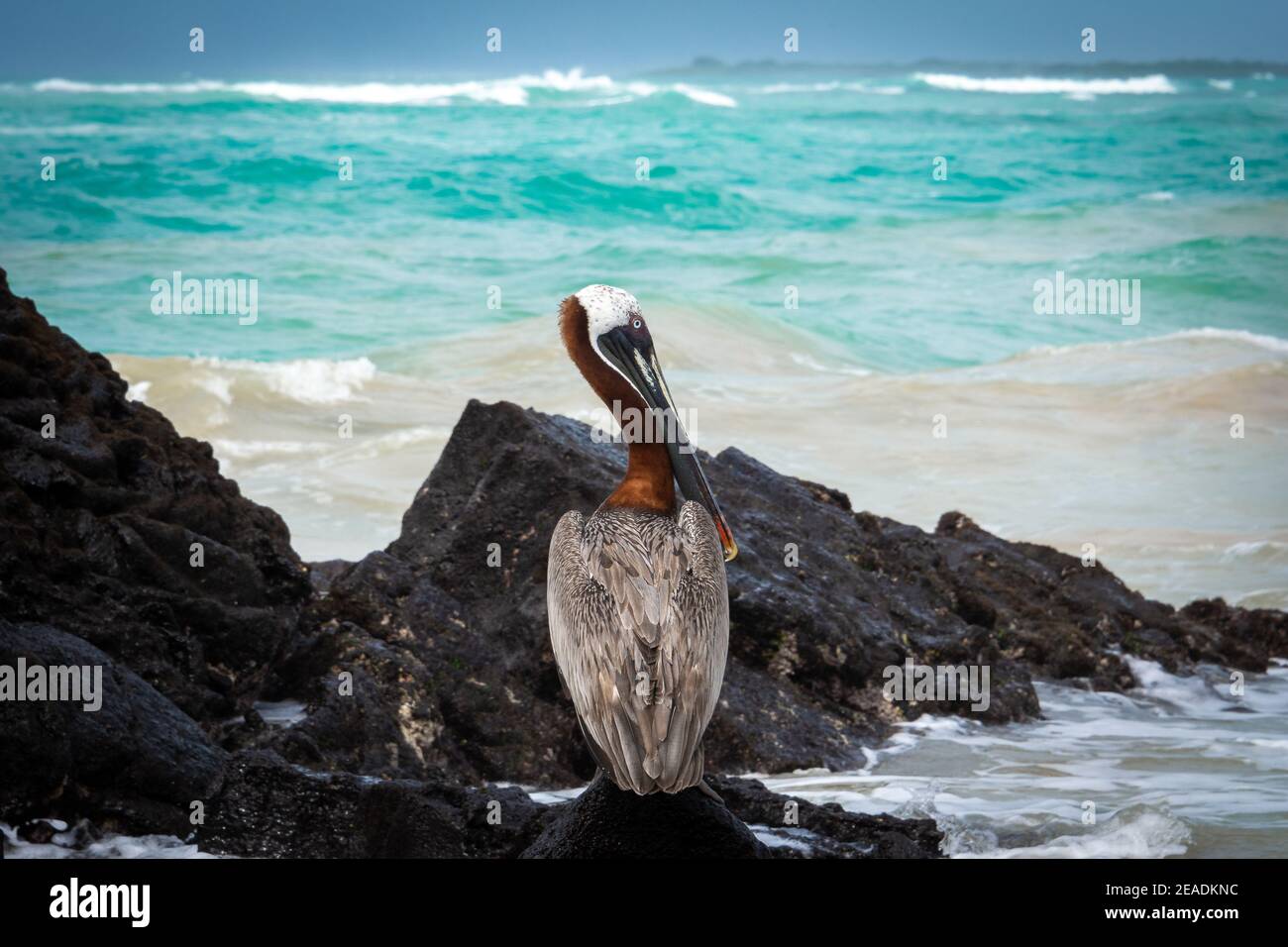 Pélican brun sur un rocher, île Isabela dans les îles Galapagos, Equateur Banque D'Images