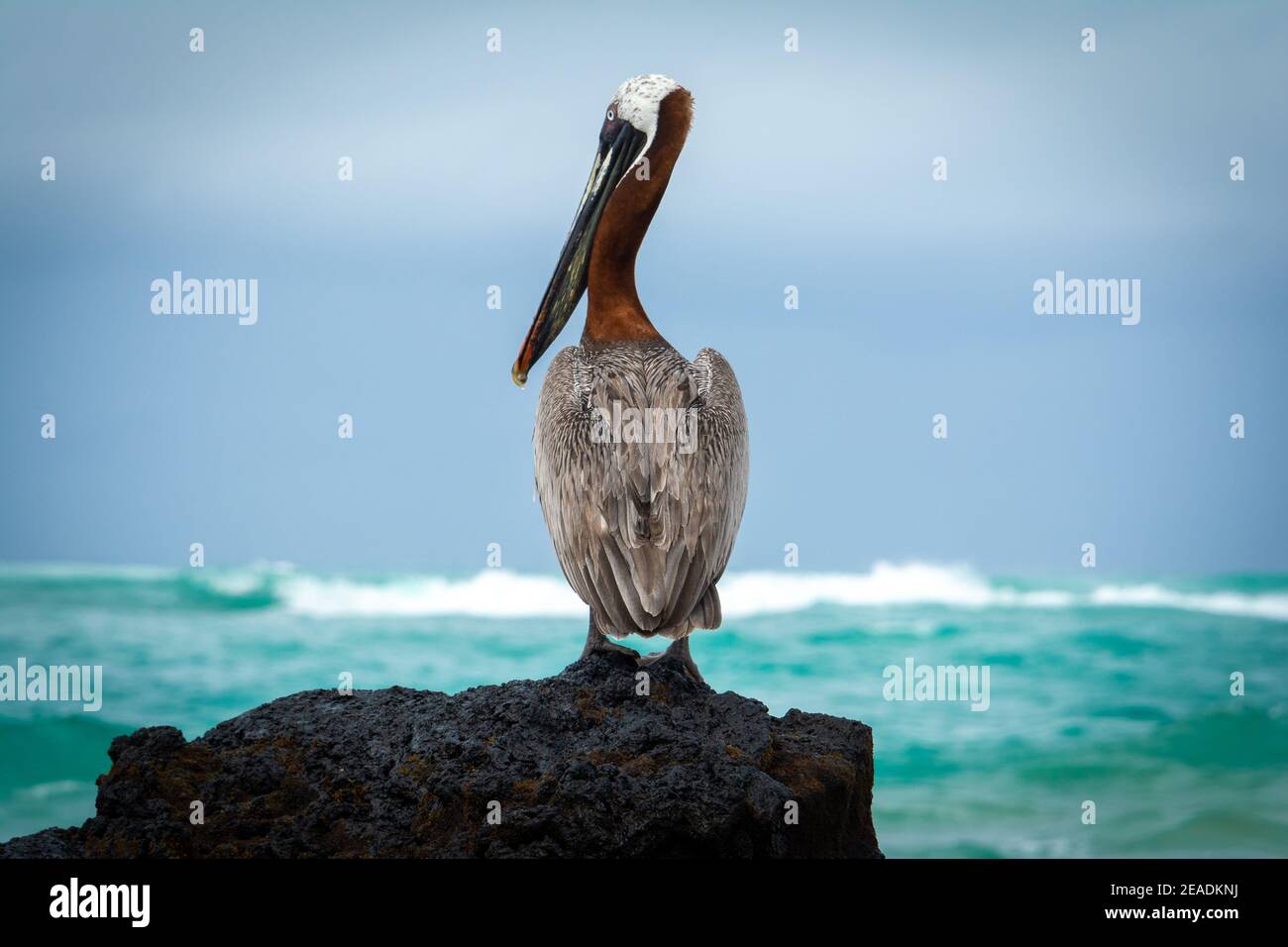 Pélican brun sur un rocher, île Isabela dans les îles Galapagos, Equateur Banque D'Images