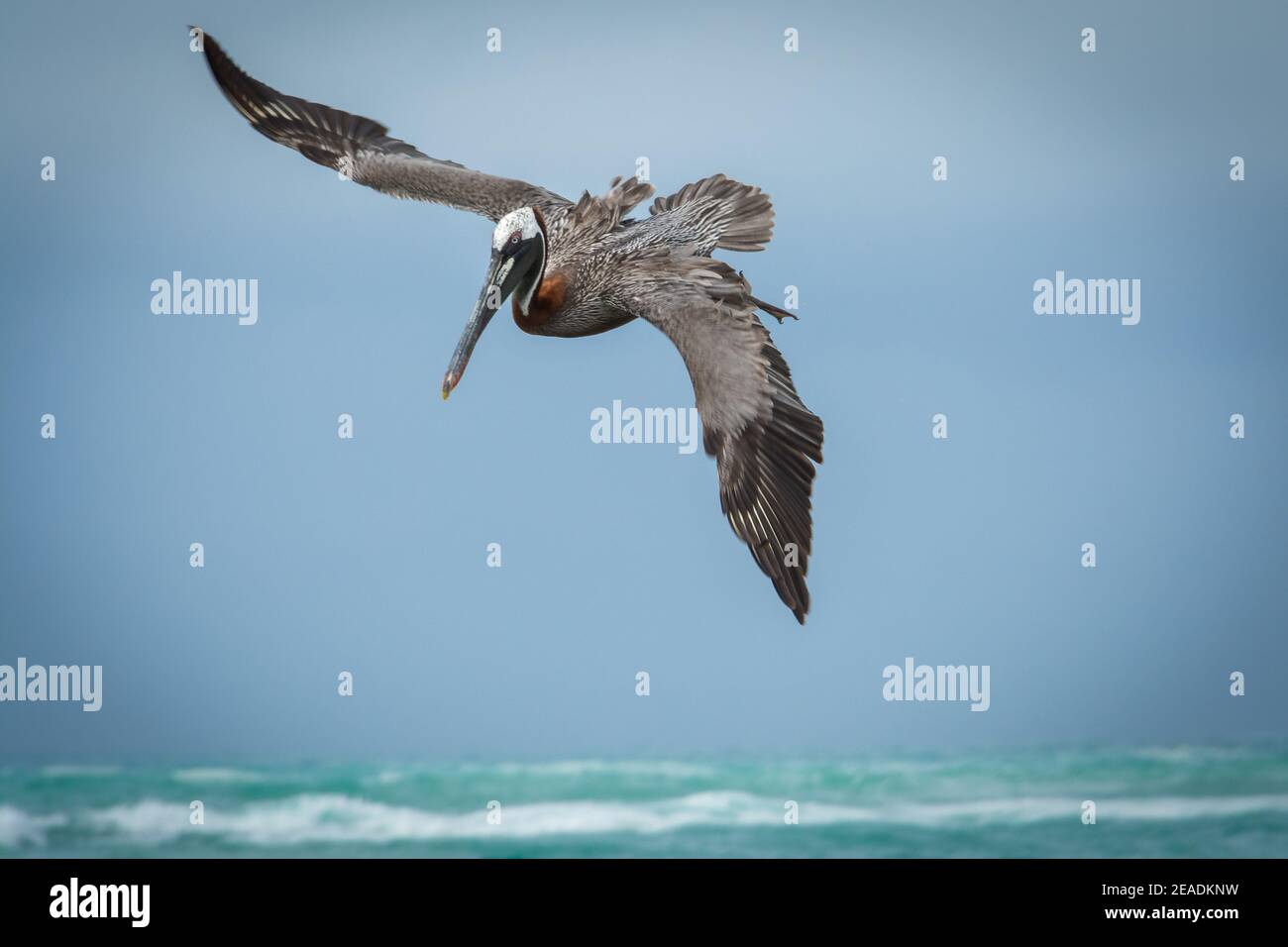 Pélican brun en vol , île Isabela dans les îles Galapagos, Equateur Banque D'Images