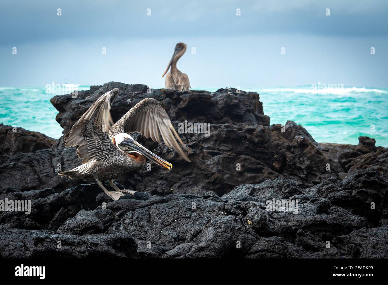 Pélicans bruns sur un rocher, île Isabela, Equateur Banque D'Images