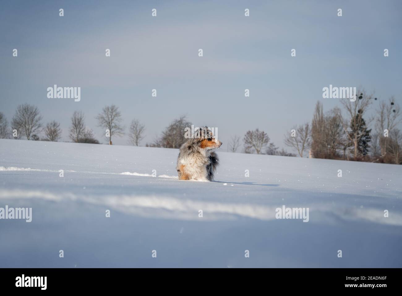 berger australien sur le côté du saut à neige Banque D'Images