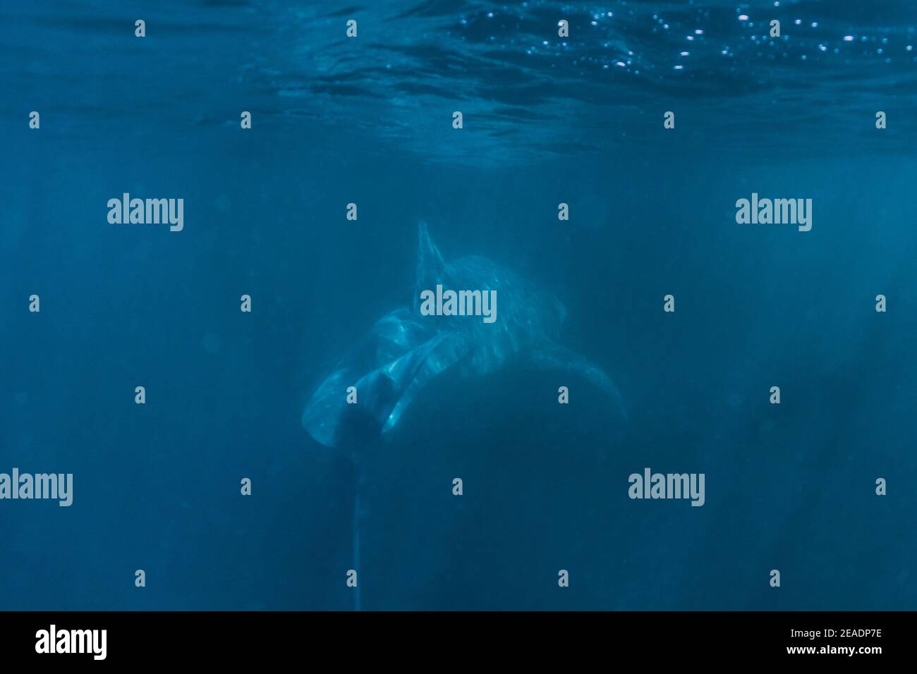 Requin baleine repéré à Pintuyan, Padre Burgos, Leyte Sud, Philippines, Asie du Sud-est, sous-marin, baignade, Océan Bleu profond Banque D'Images