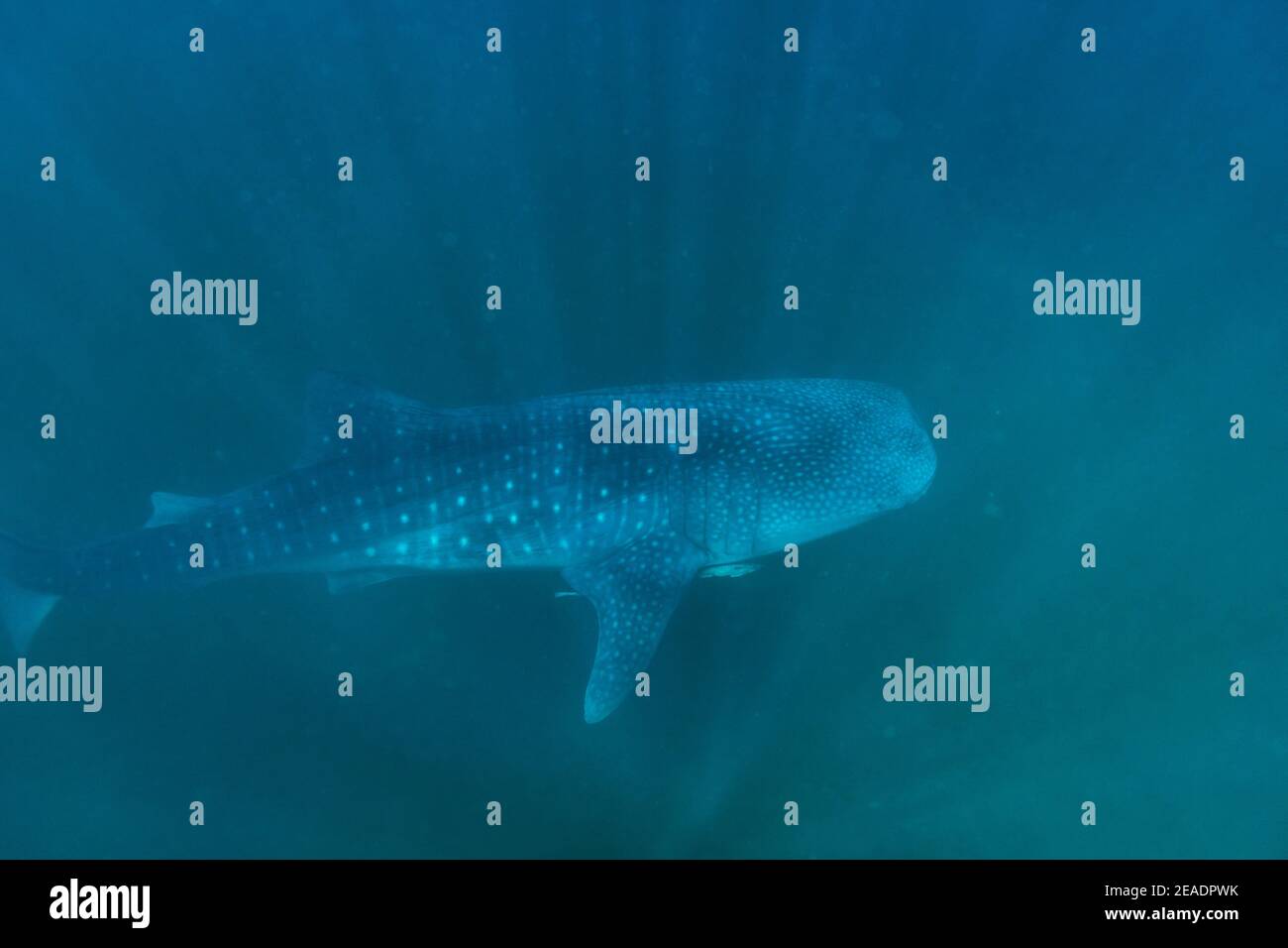 Requin baleine repéré à Pintuyan, Padre Burgos, Leyte Sud, Philippines, Asie du Sud-est, sous-marin, baignade, Océan Bleu profond Banque D'Images