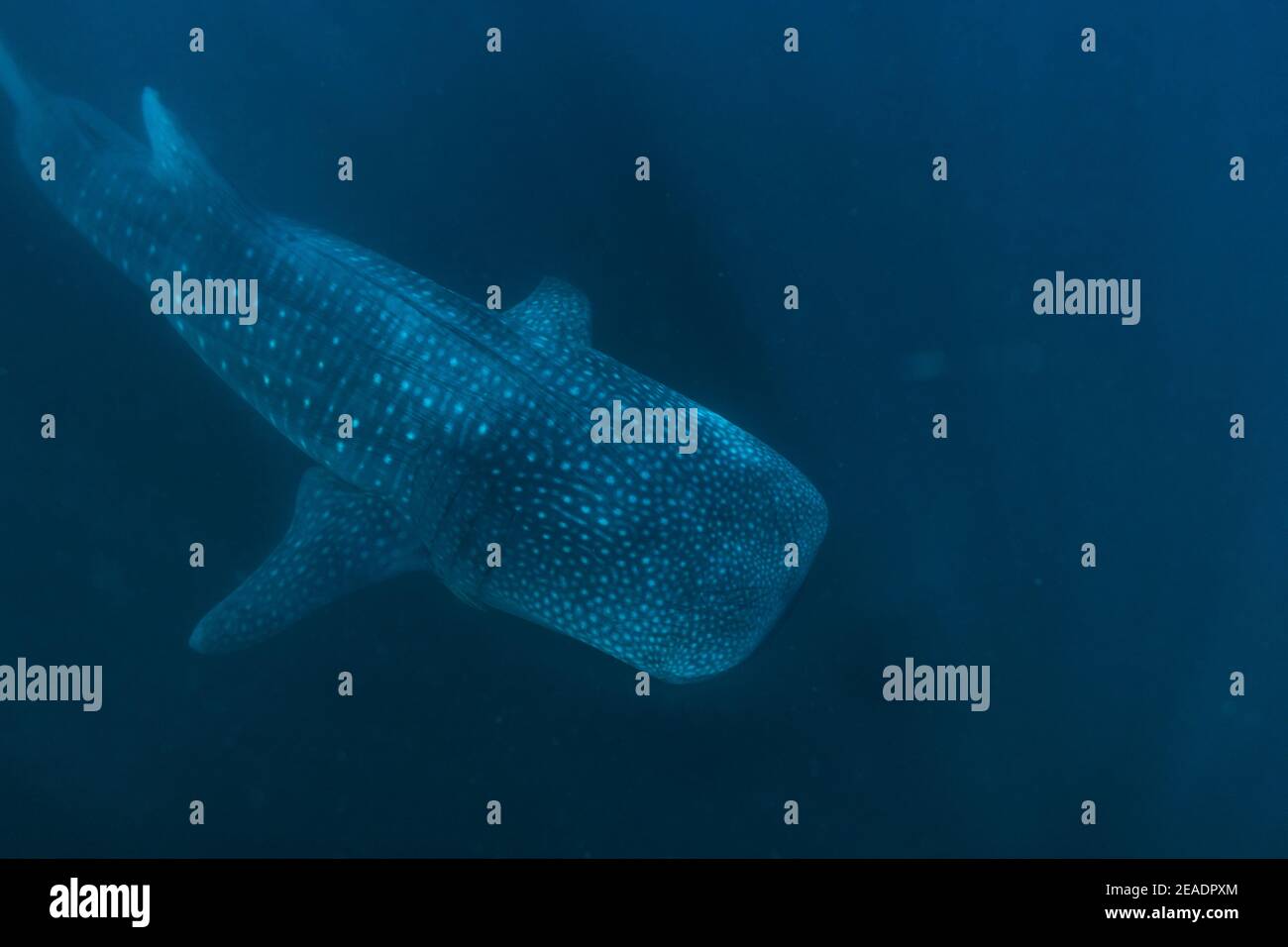 Requin baleine repéré à Pintuyan, Padre Burgos, Leyte Sud, Philippines, Asie du Sud-est, sous-marin, baignade, Océan Bleu profond Banque D'Images