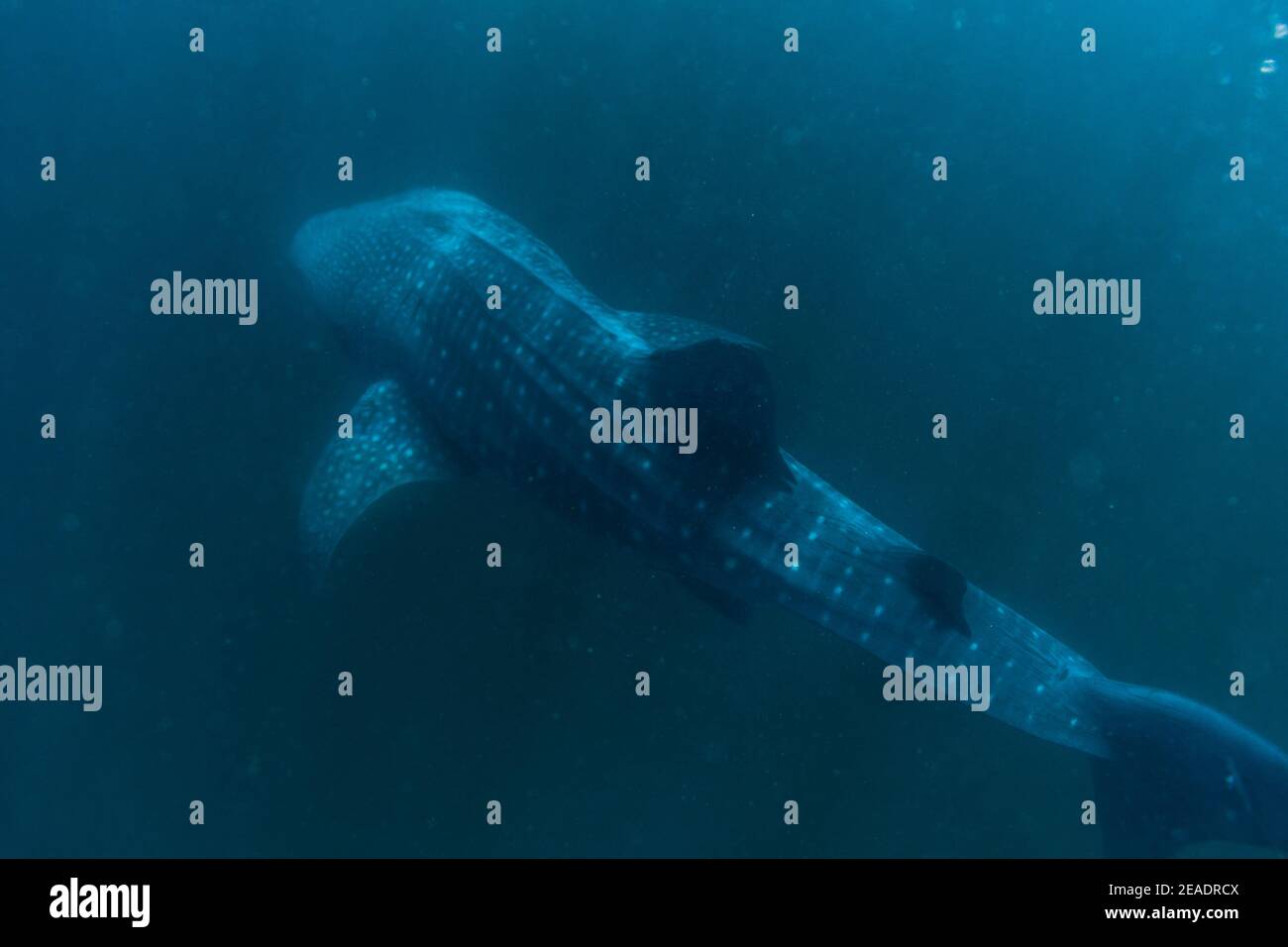 Requin baleine repéré à Pintuyan, Padre Burgos, Leyte Sud, Philippines, Asie du Sud-est, sous-marin, baignade, Océan Bleu profond Banque D'Images