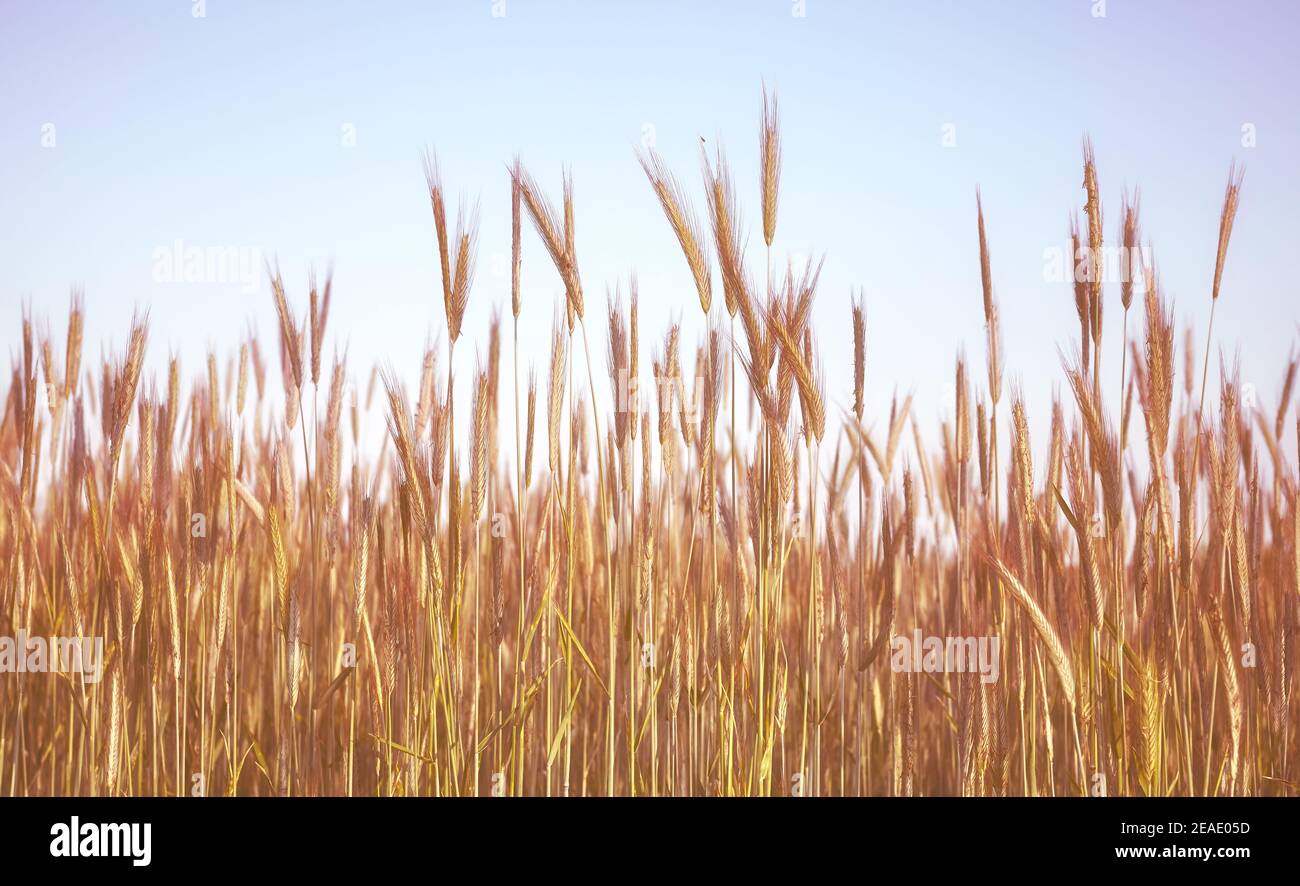 Image rétro-teintée d'un champ de grain, mise au point sélective. Banque D'Images