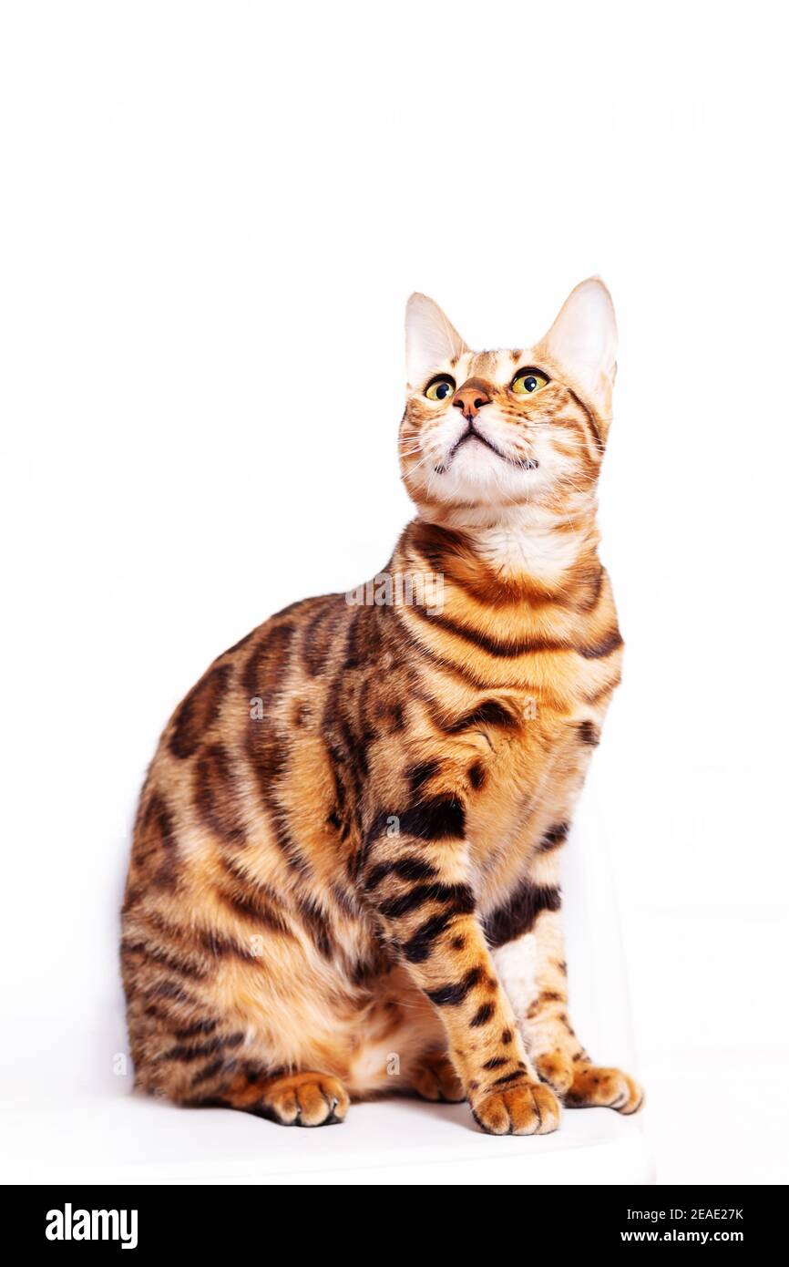 Incroyable chat bengale assis sur fond blanc. Race unique de chats domestiques à coloration tachetée comme le léopard. Cat recherche l'espace vide. Banque D'Images