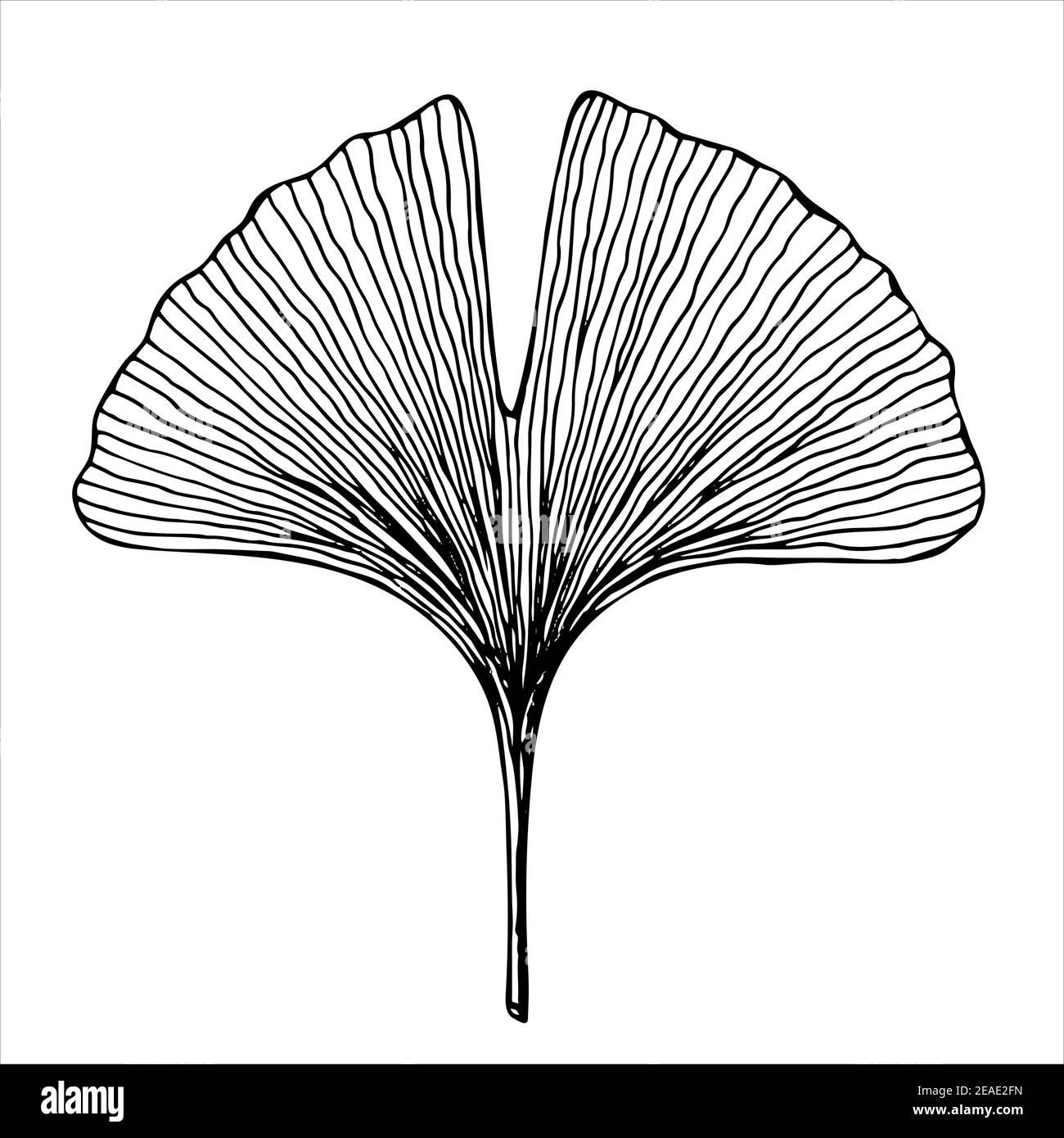 Feuille d'arbre de Ginkgo biloba, illustration vectorielle noire et blanche isolée dessinée à la main sur fond blanc Illustration de Vecteur