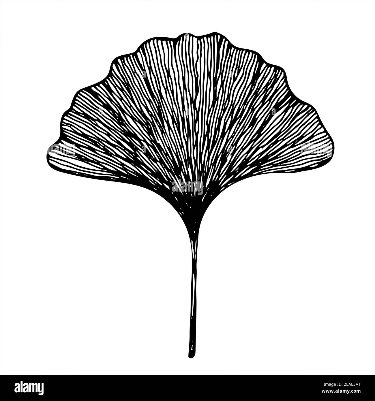 Feuille de l'arbre de Ginkgo biloba, illustration vectorielle noire et blanche isolée dessinée à la main sur fond blanc Illustration de Vecteur