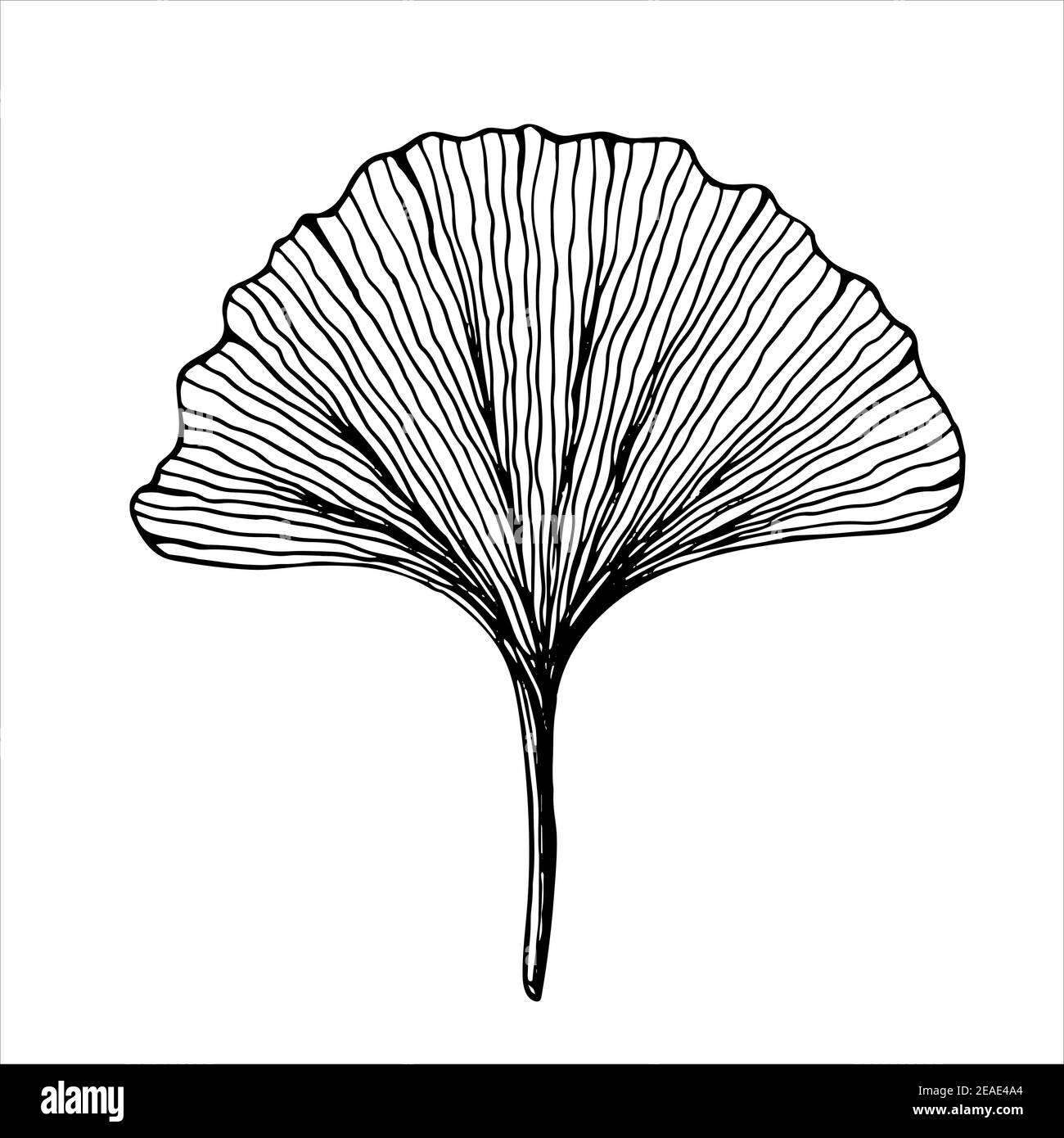 Feuille de Ginkgo biloba, illustration vectorielle noire et blanche isolée dessinée à la main sur fond blanc Illustration de Vecteur