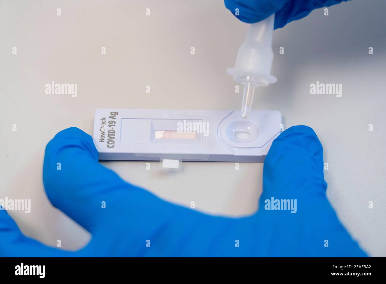 Test rapide Covid-19, test d'antigène, l'abrasion de l'écouvillon est dissoute dans un liquide et appliquée sur le dispositif d'essai, après quelques minutes le test devi Banque D'Images Test rapide Covid-19, test d'antigène, l'abrasion de l'écouvillon est dissoute dans un liquide et appliquée sur le dispositif d'essai, après quelques minutes le test devi Banque D'Images